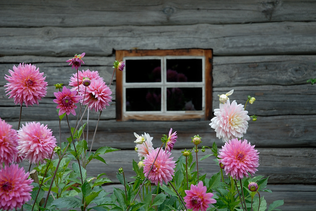 Nikon D200 sample photo. Window photography