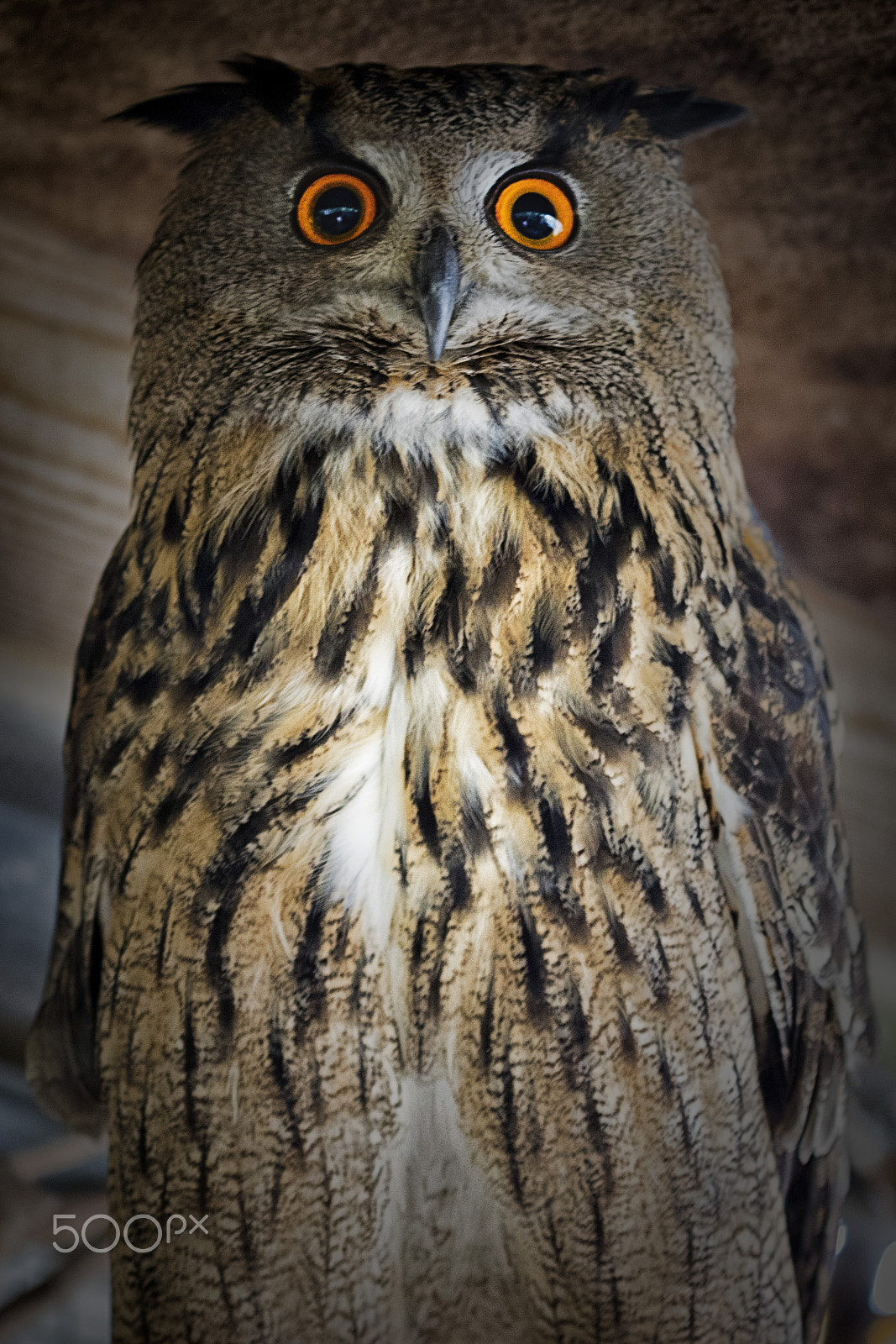 Canon EOS 80D sample photo. Su graciosa majestad el búho real - his graceful majesty the royal owl photography