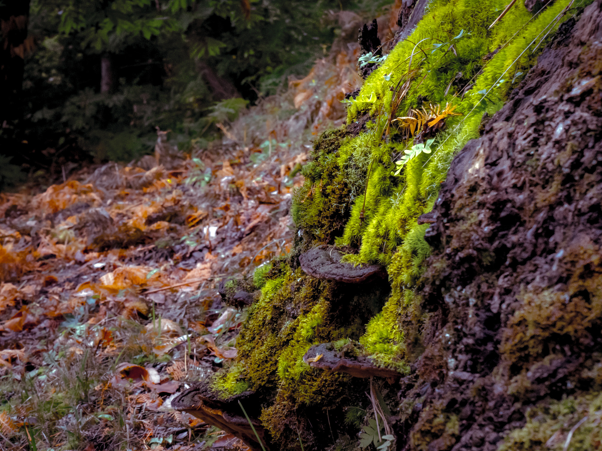 Panasonic Lumix DMC-G6 sample photo. Moss on the rock photography