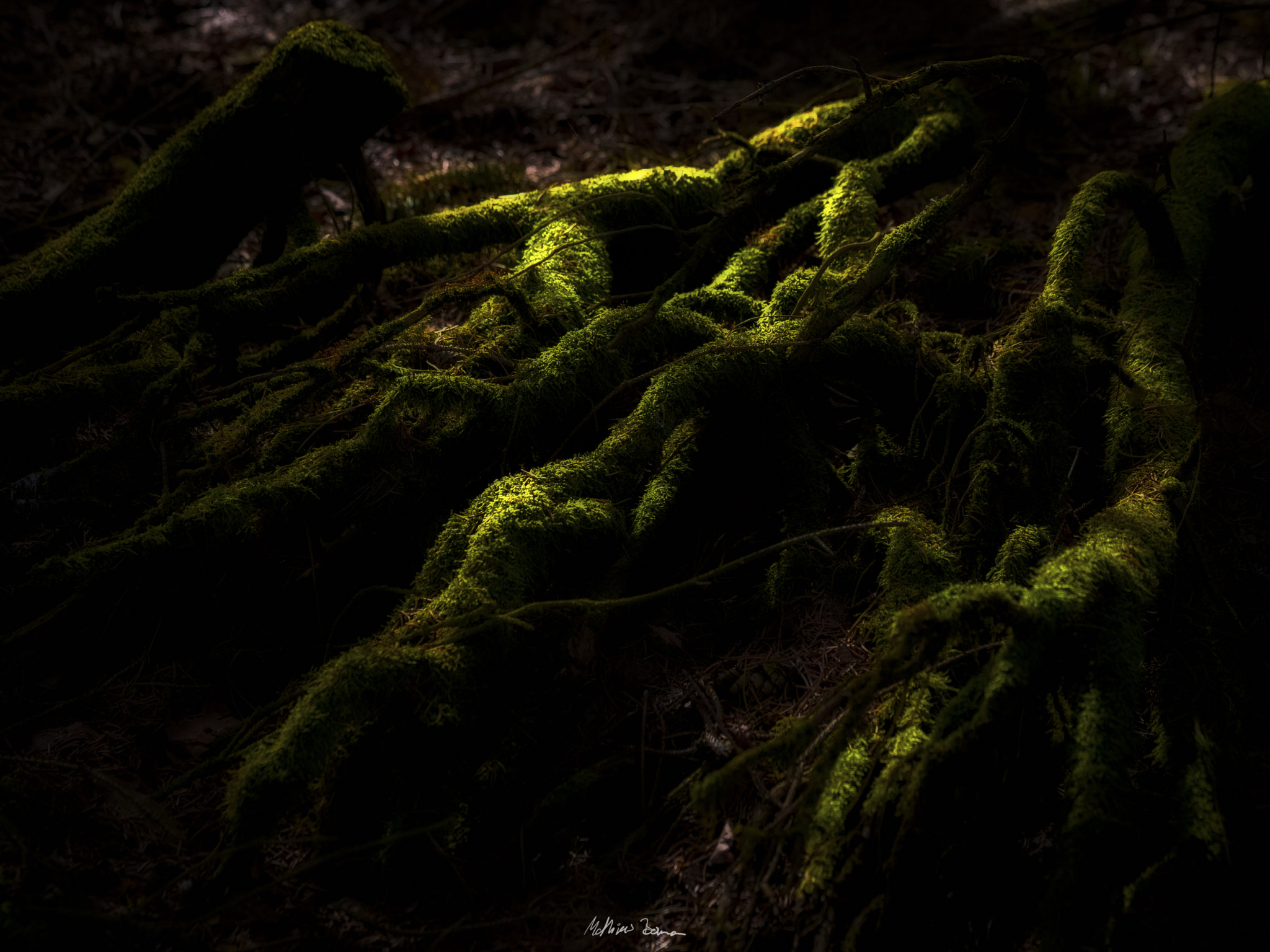 Canon EF 70-300mm F4-5.6 IS USM sample photo. Roots photography