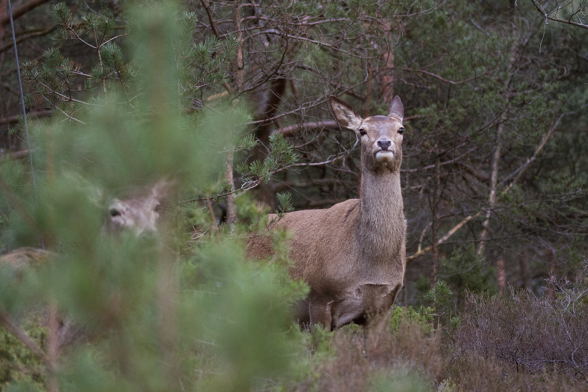Canon EOS 7D + Sigma 105mm F2.8 EX DG OS HSM sample photo. Deer photography