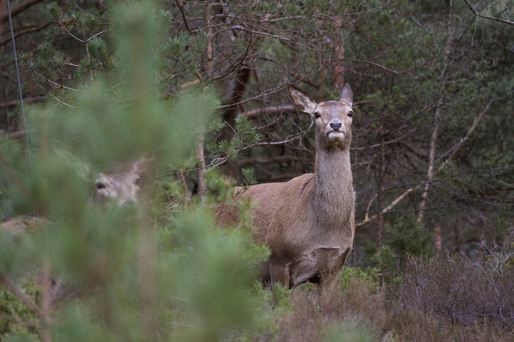 Sigma 105mm F2.8 EX DG OS HSM sample photo. Deer photography