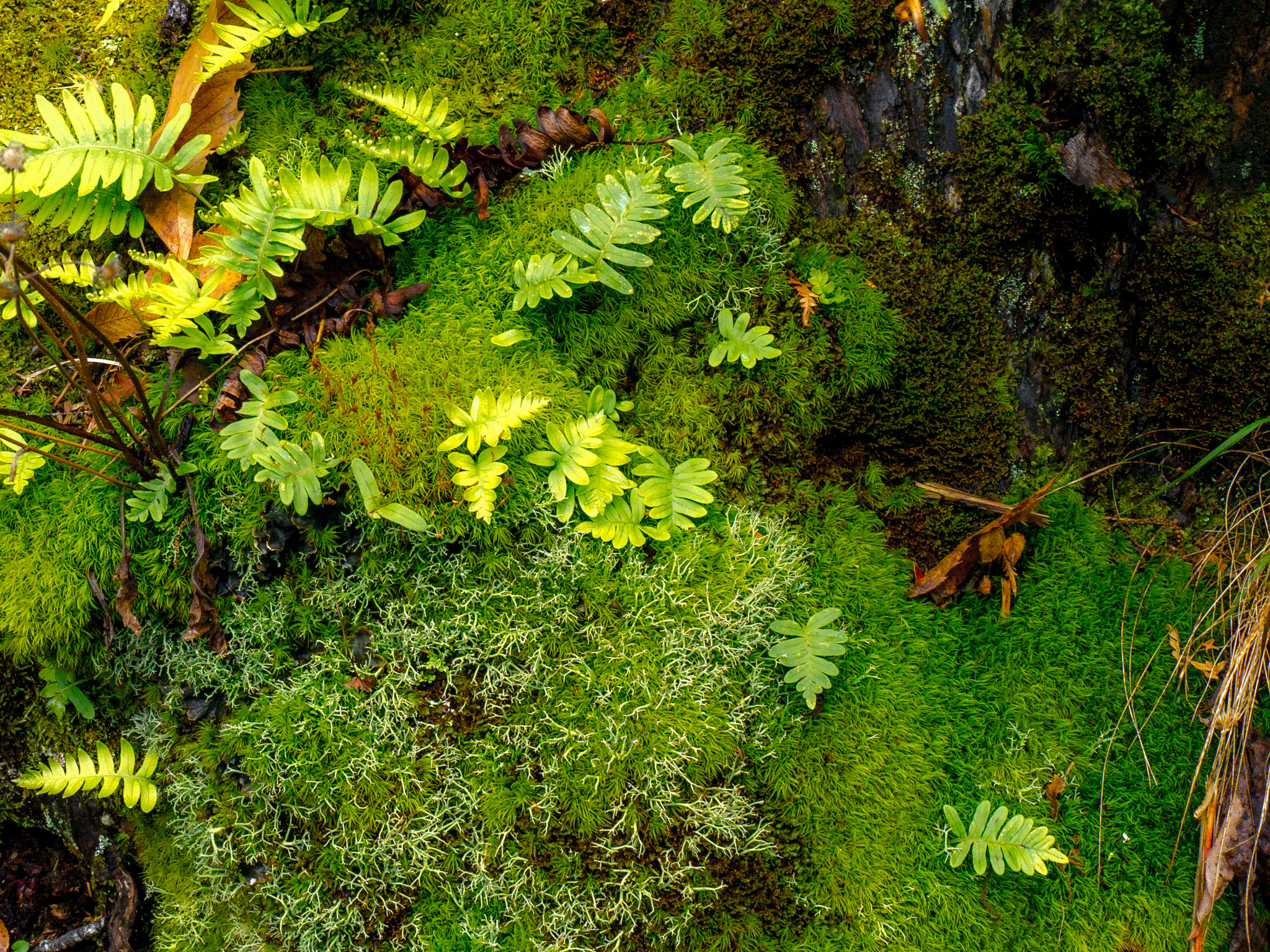 Panasonic Lumix DMC-G6 sample photo. Fresh moss and ferns photography