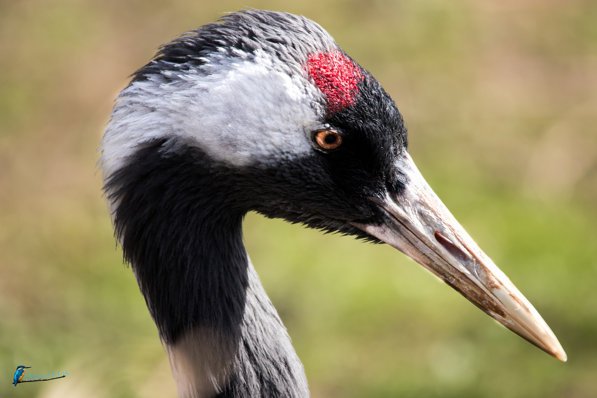 Canon EOS 80D + Sigma 150-500mm F5-6.3 DG OS HSM sample photo. Crane photography