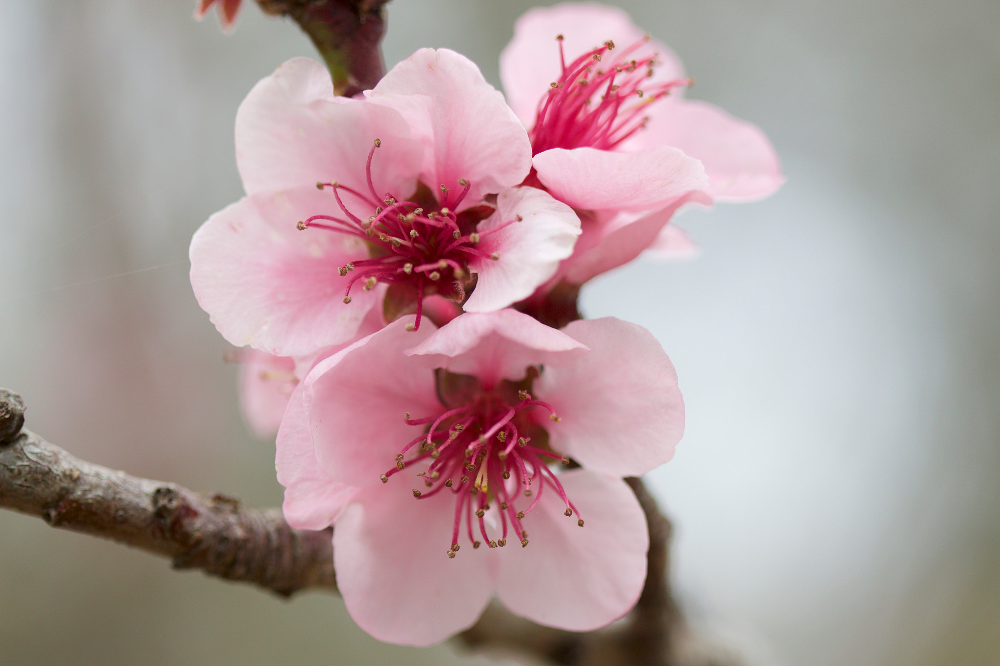 Canon EF 100mm F2.8 Macro USM sample photo