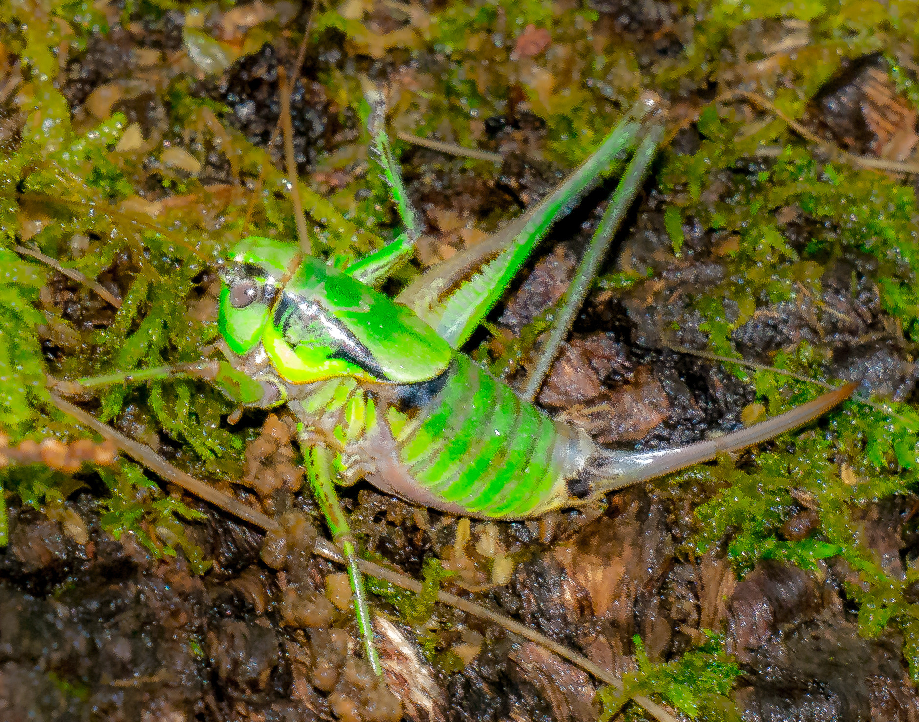 Panasonic Lumix DMC-G6 sample photo. Mr. cricket photography