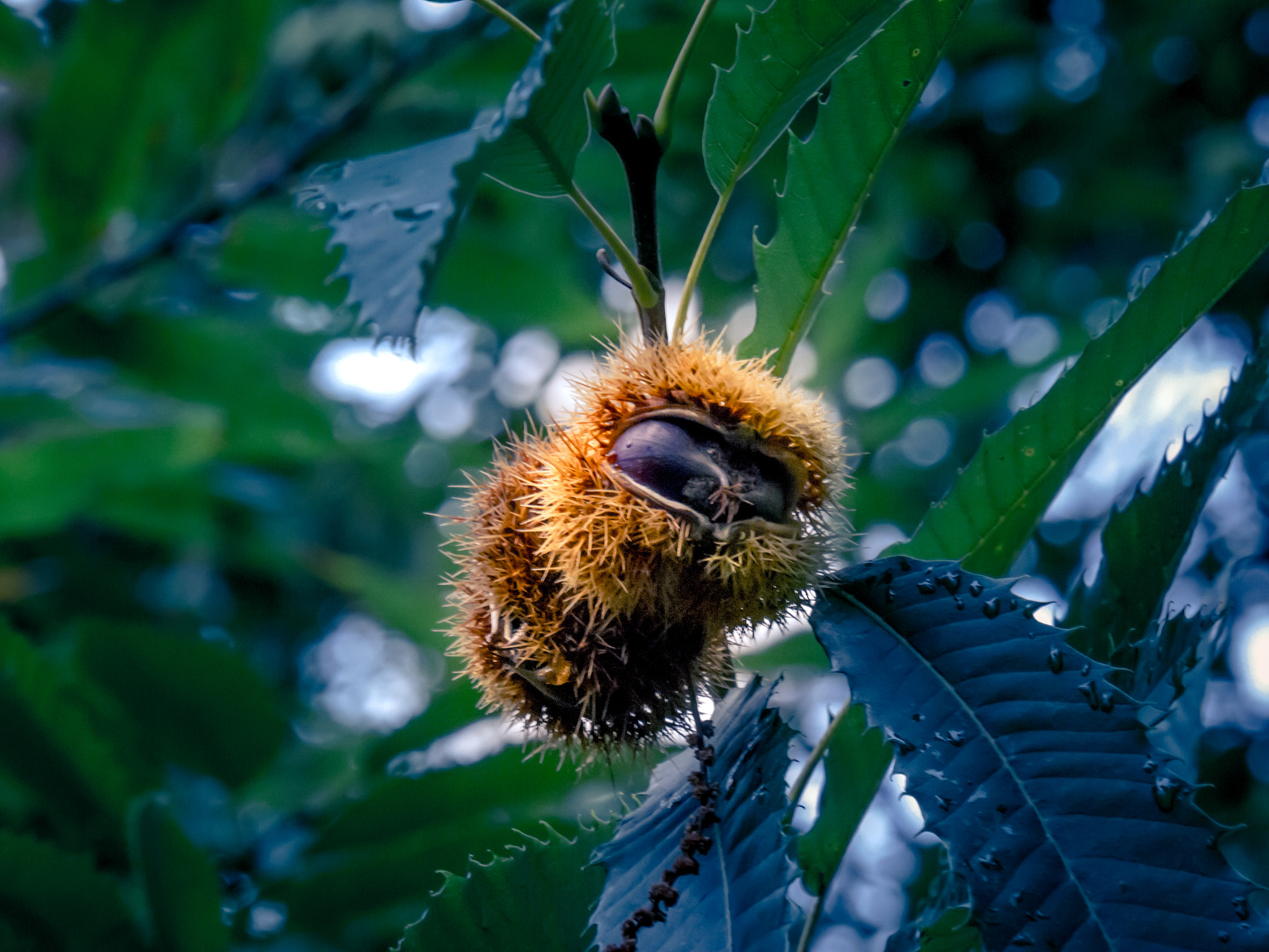 Panasonic Lumix DMC-G6 sample photo. Chestnuts photography