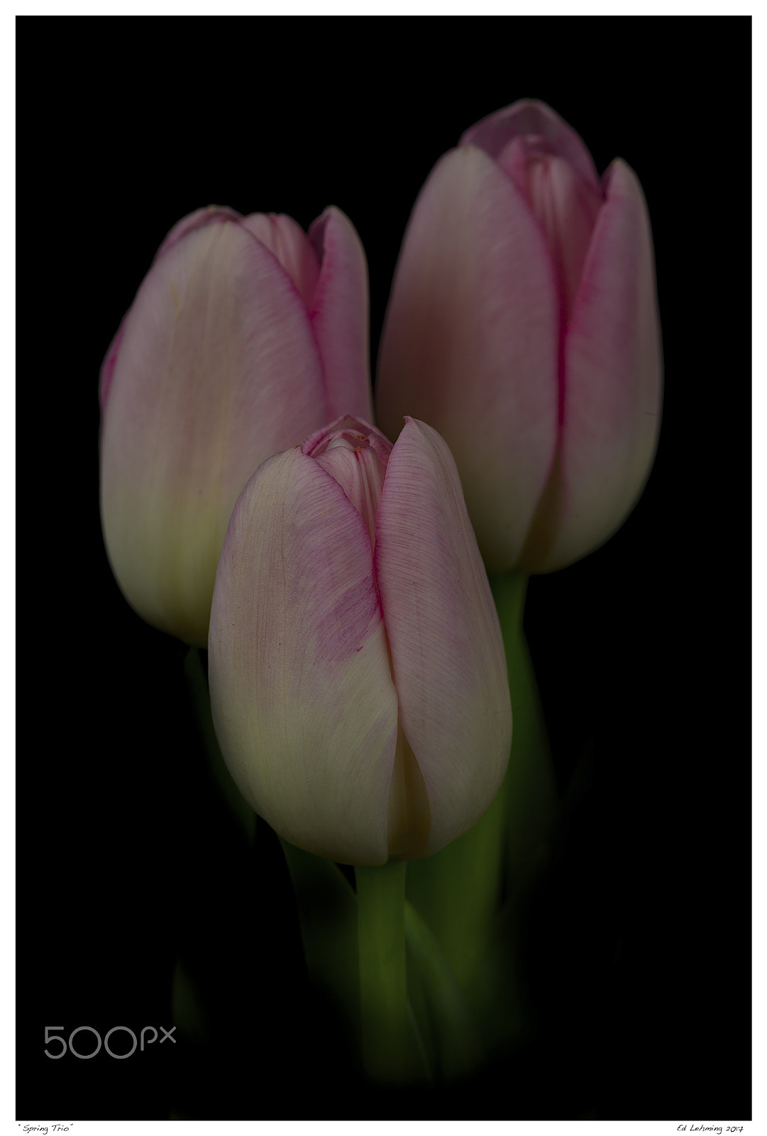 Nikon D800 sample photo. Spring trio photography