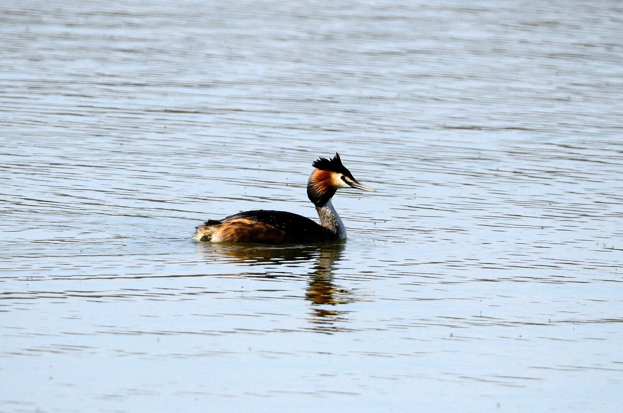 Sigma 150-600mm F5-6.3 DG OS HSM | S sample photo. Great crested grebe photography