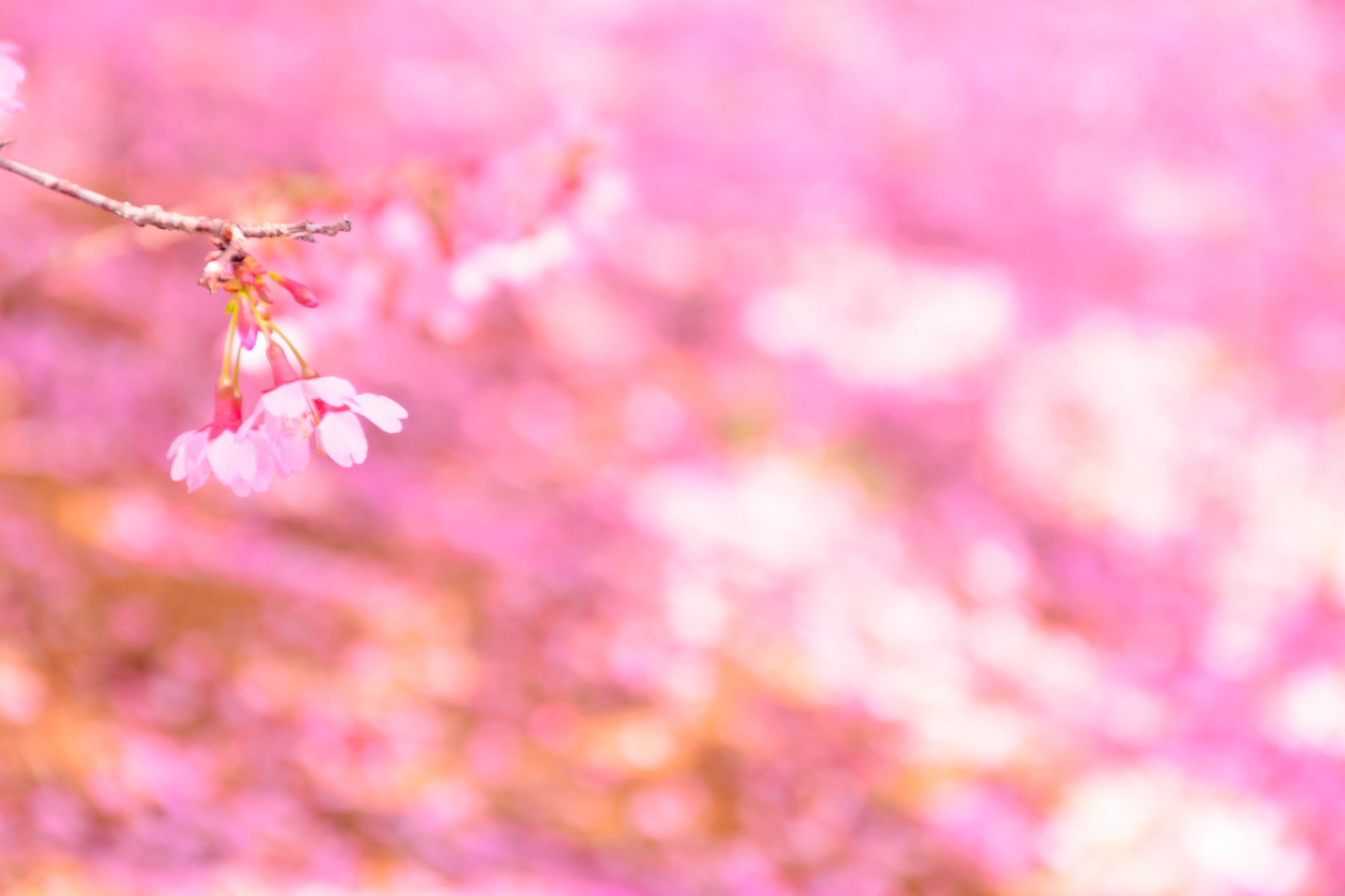 Nikon D5200 sample photo. おかめ桜 photography