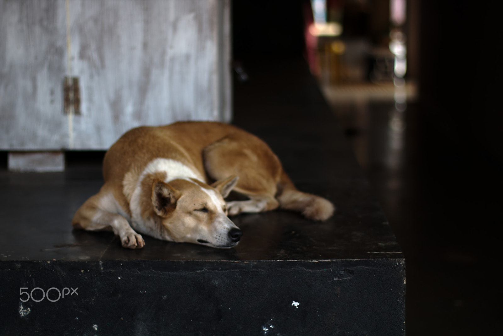 Canon EOS 70D + Canon EF 50mm F1.4 USM sample photo. Street dog photography