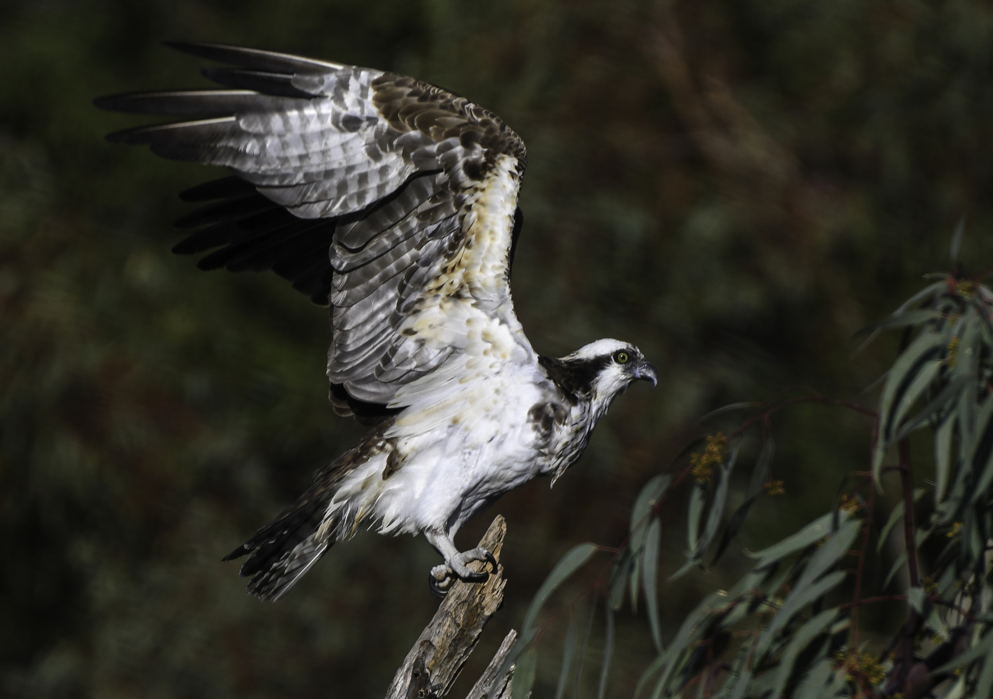 Nikon D500 sample photo. Wary osprey photography