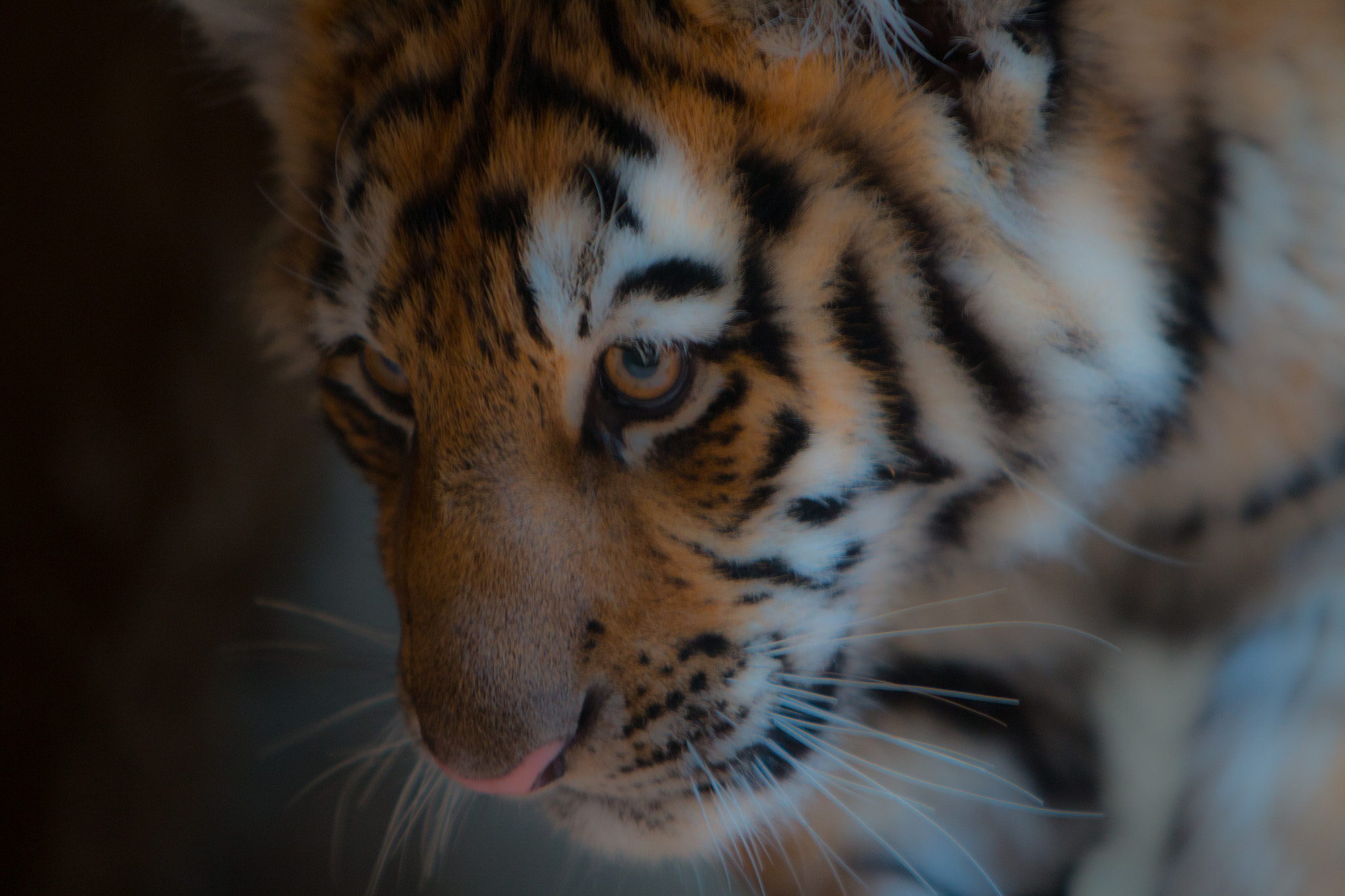 Canon EOS 70D + Canon EF 70-200mm F2.8L IS USM sample photo. Tiger zoo # photography
