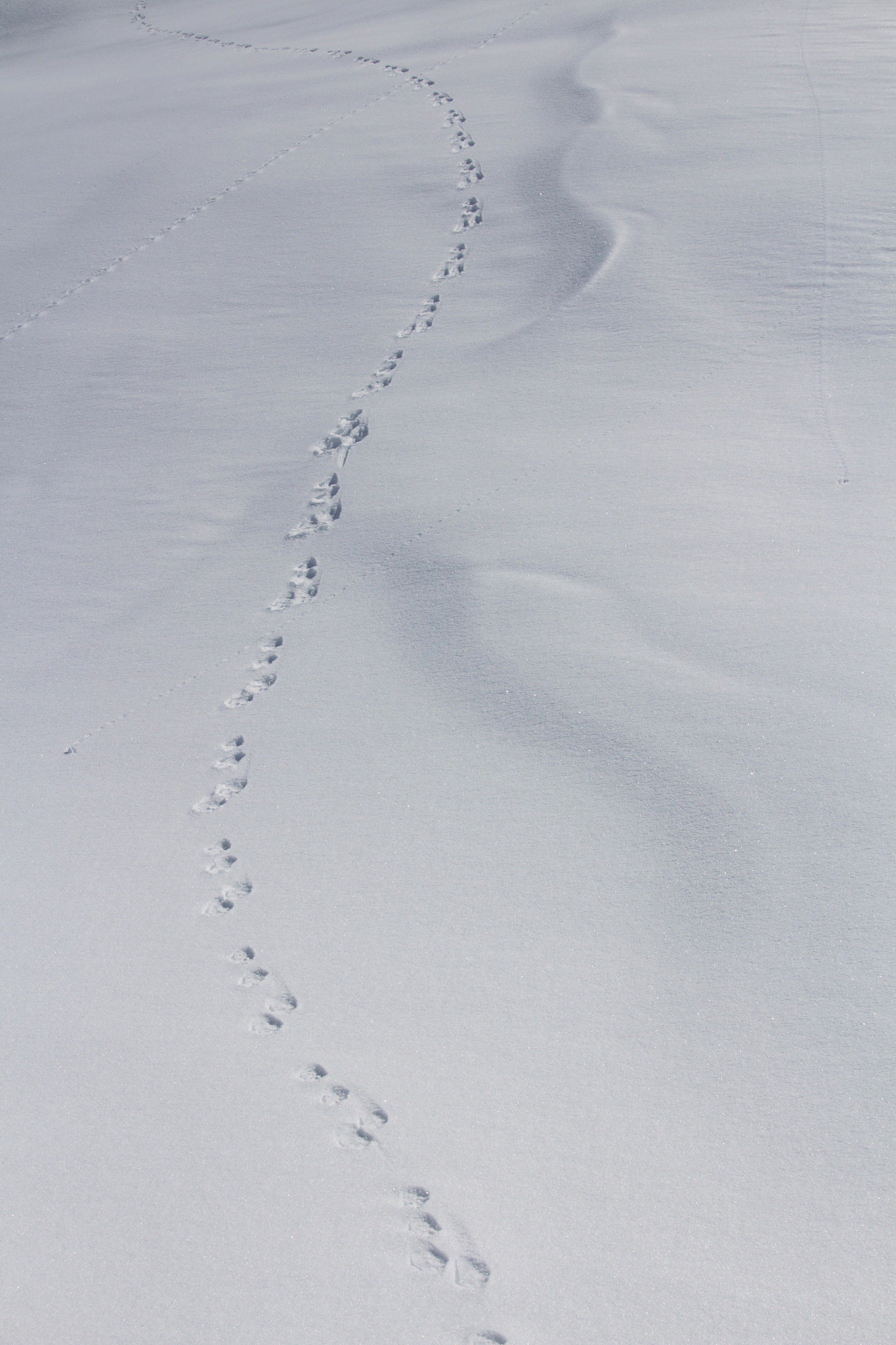 Sigma 18-200mm f/3.5-6.3 DC OS sample photo. Courir (running) photography