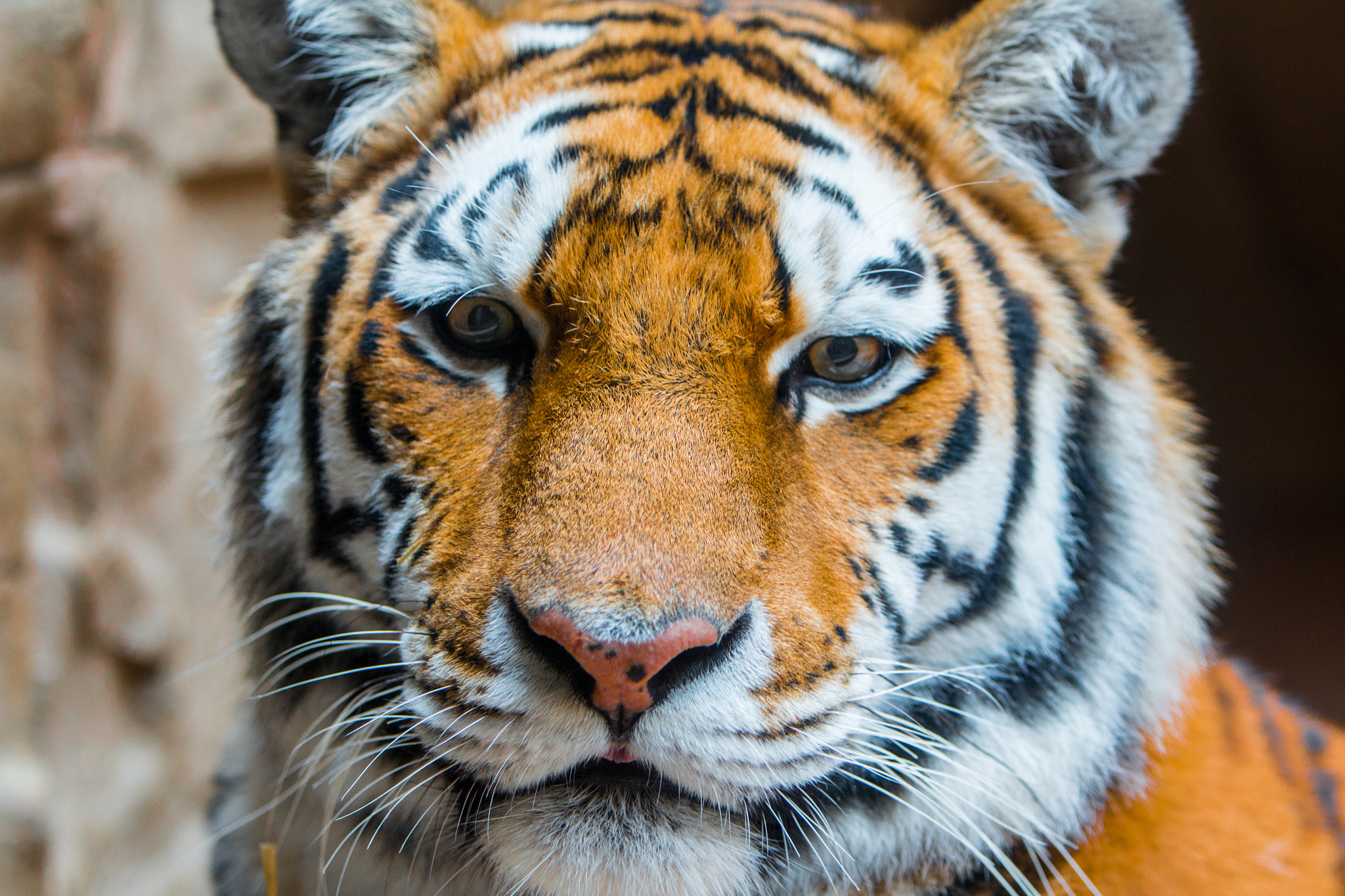 Canon EOS 70D sample photo. Tiger zoo # photography