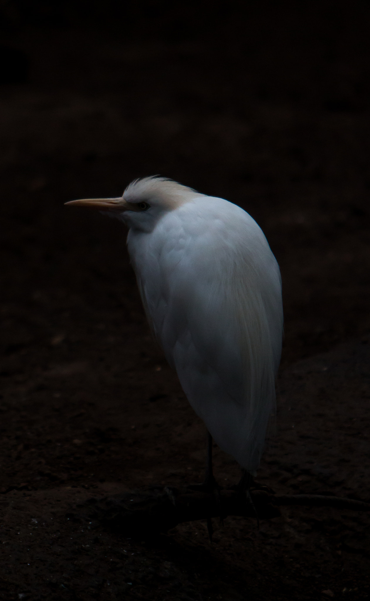 Canon EOS 70D + Canon EF 70-200mm F2.8L IS USM sample photo. Zoo white bird photography