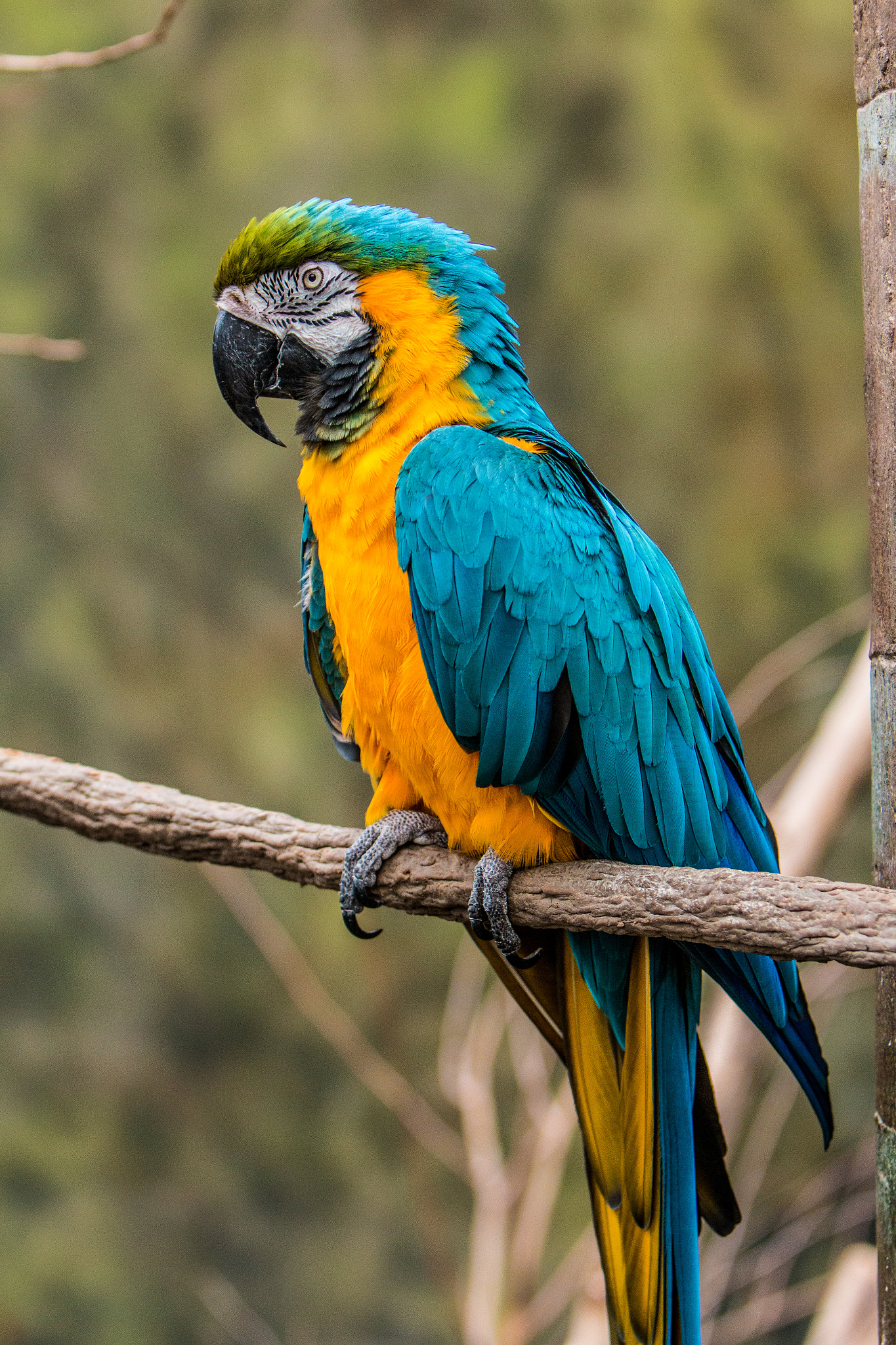 Canon EOS 70D sample photo. Zoo parrot photography