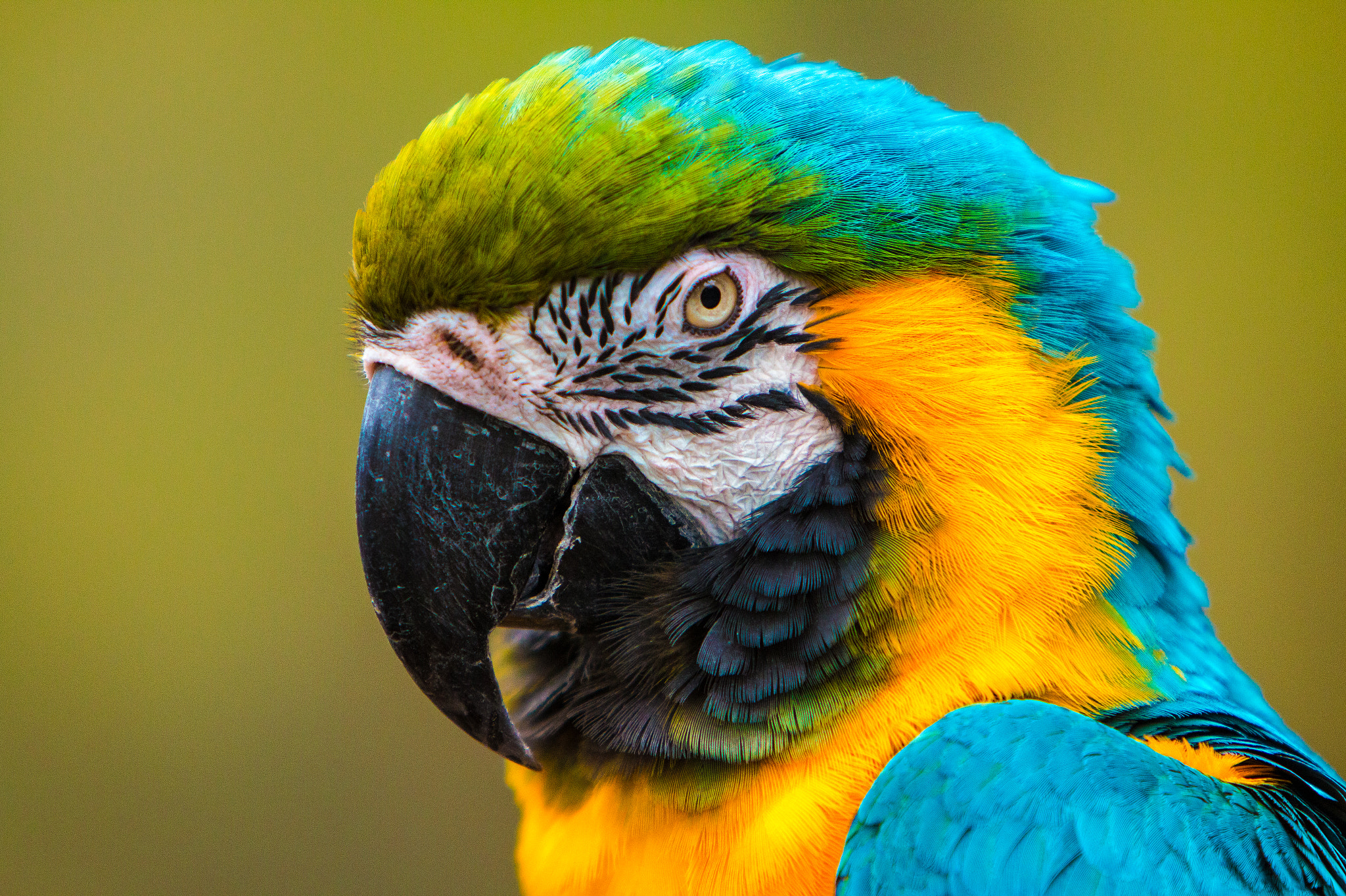 Canon EOS 70D + Canon EF 70-200mm F2.8L IS USM sample photo. Zoo parrot photography