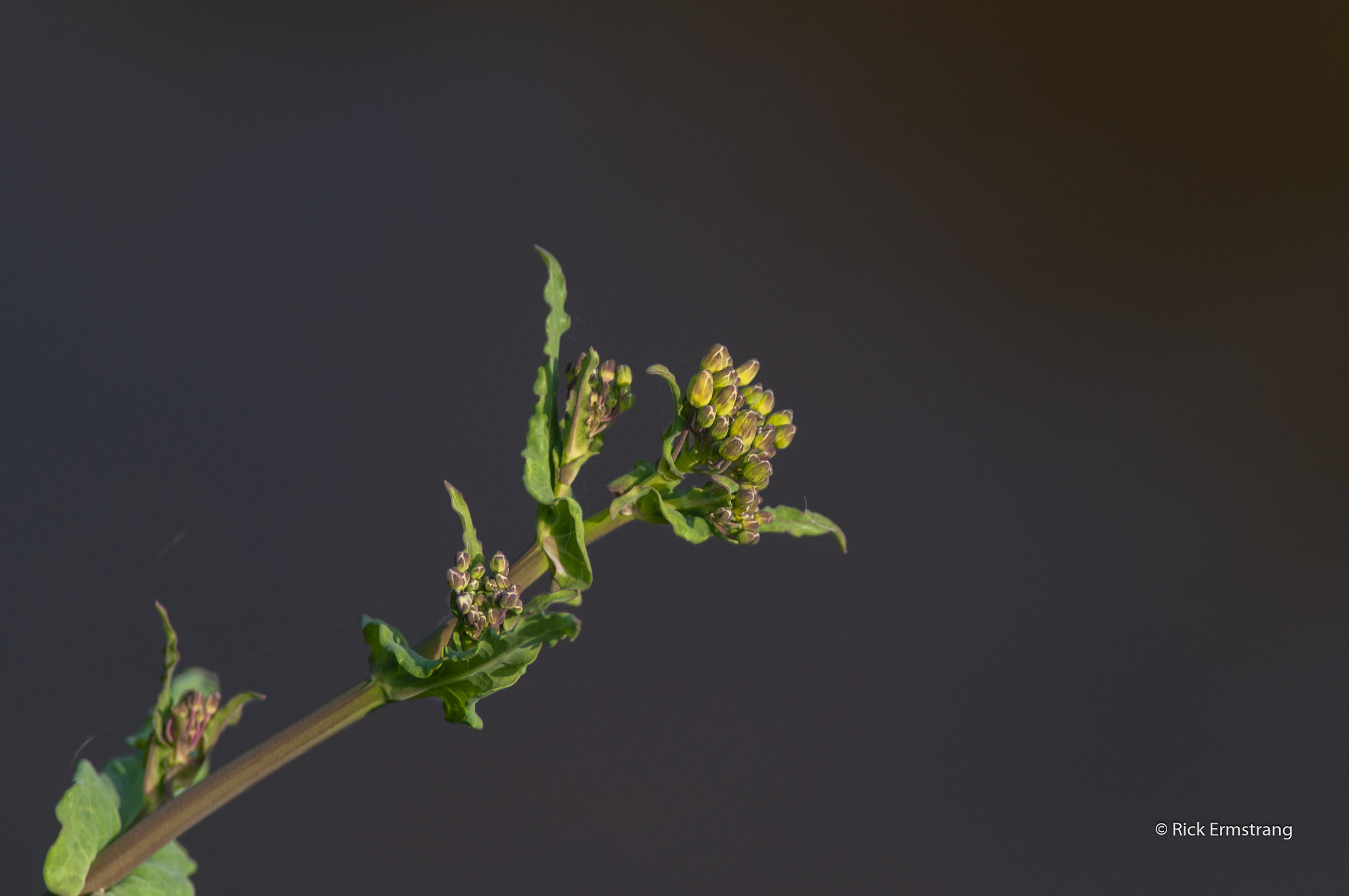 AF Nikkor 180mm f/2.8 IF-ED sample photo. Just weed.. photography