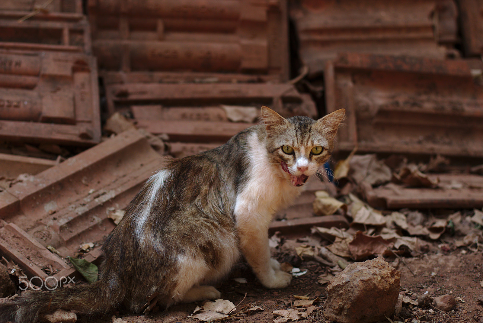Canon EOS 70D + Canon EF 50mm F1.4 USM sample photo. Street cat photography