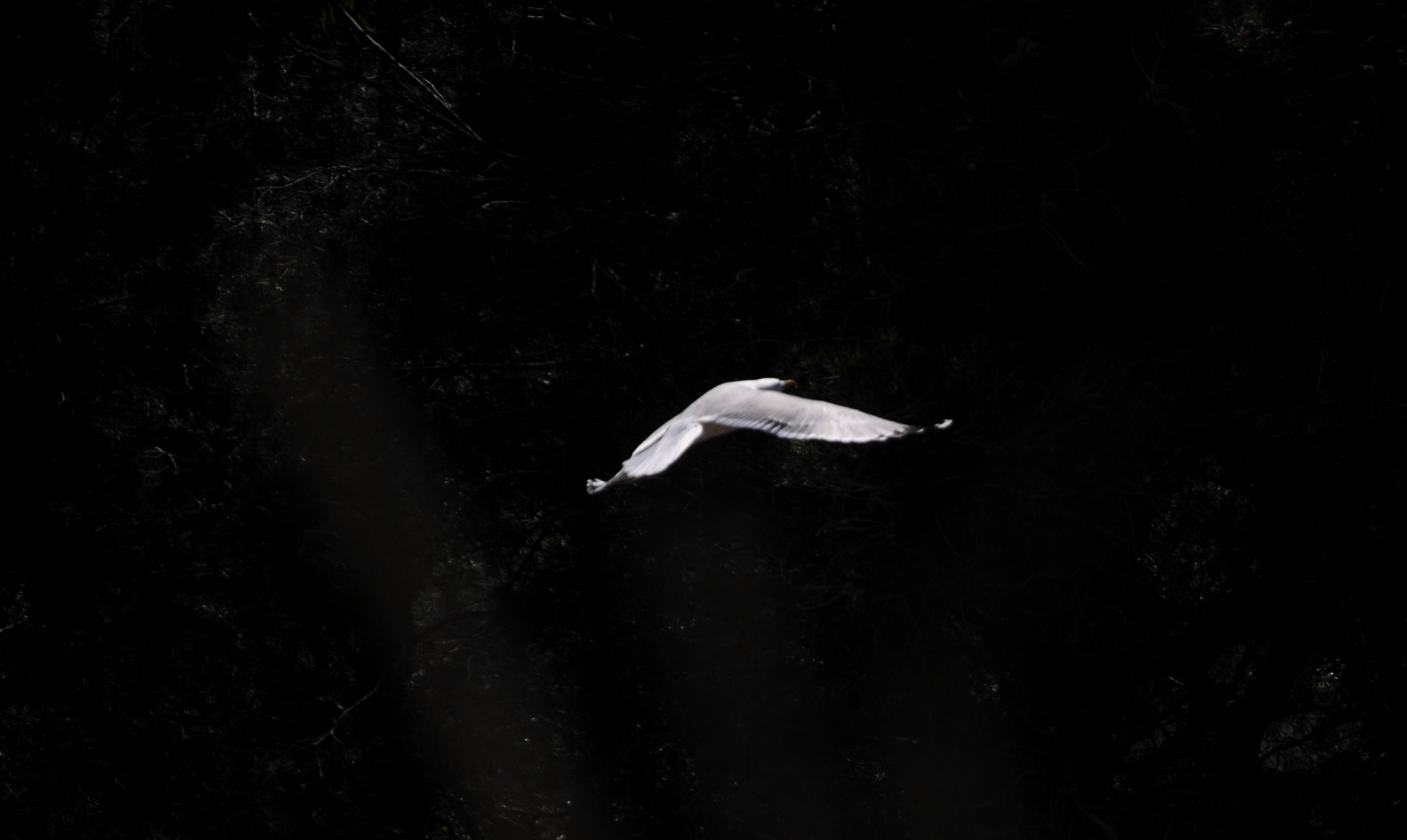 Nikon D5000 sample photo. Seagull-4 photography