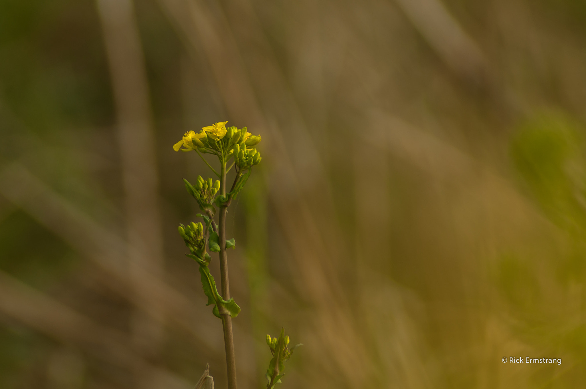 Nikon D90 sample photo. Weed photography