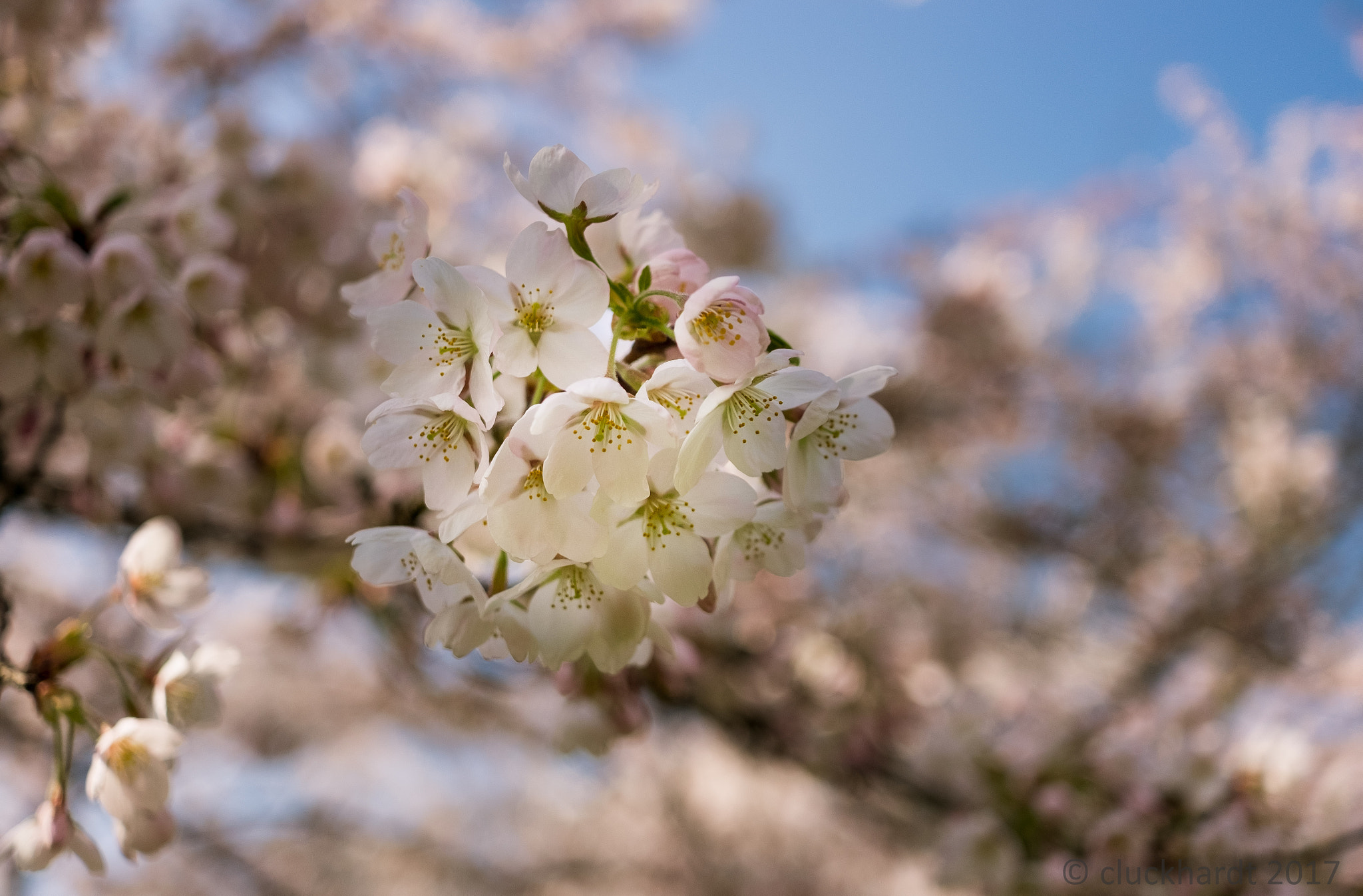 Fujifilm X-T10 sample photo. Cherry trees in amsterdam photography