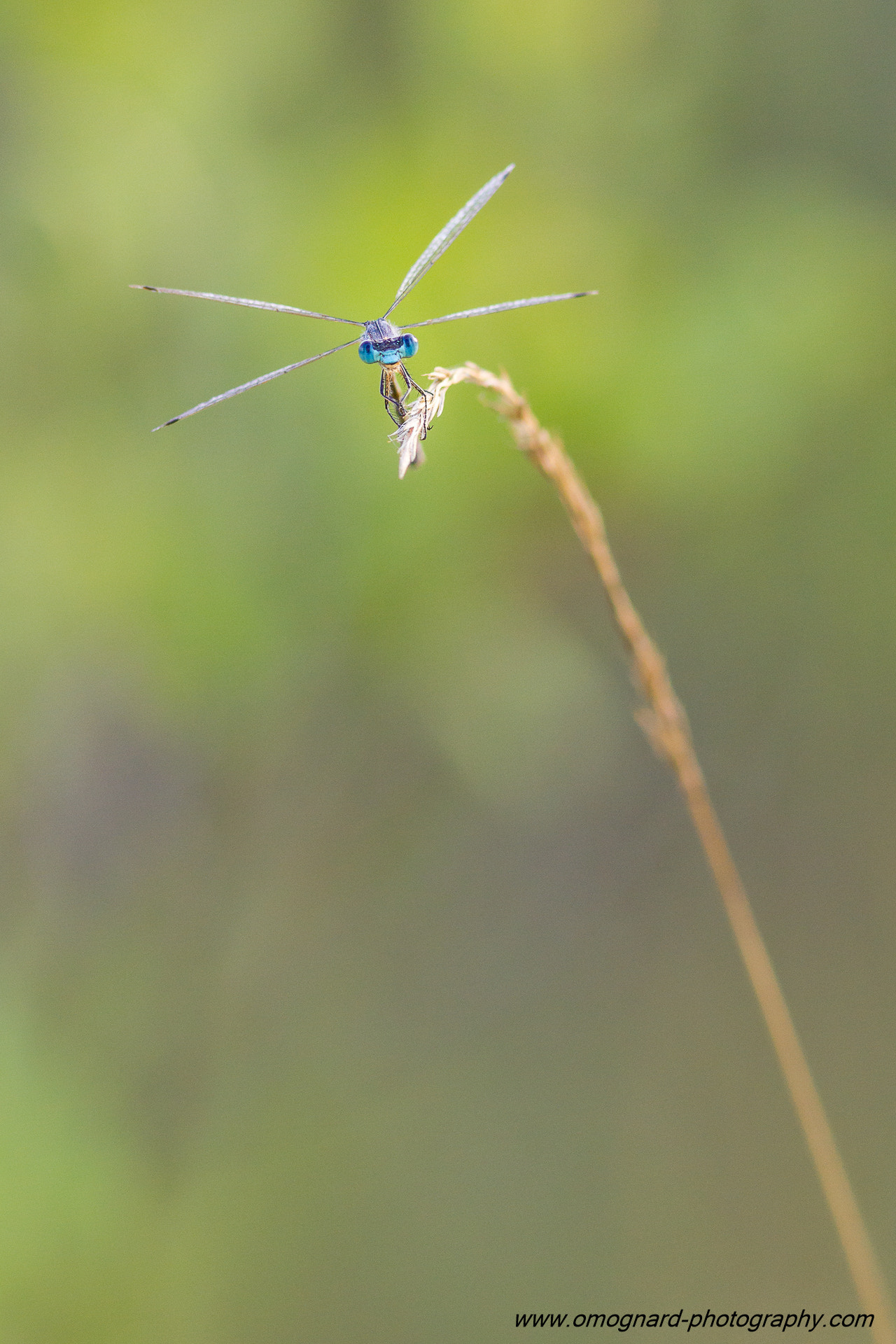 Canon EOS 7D + Canon EF 300mm F4L IS USM sample photo. X-wing photography