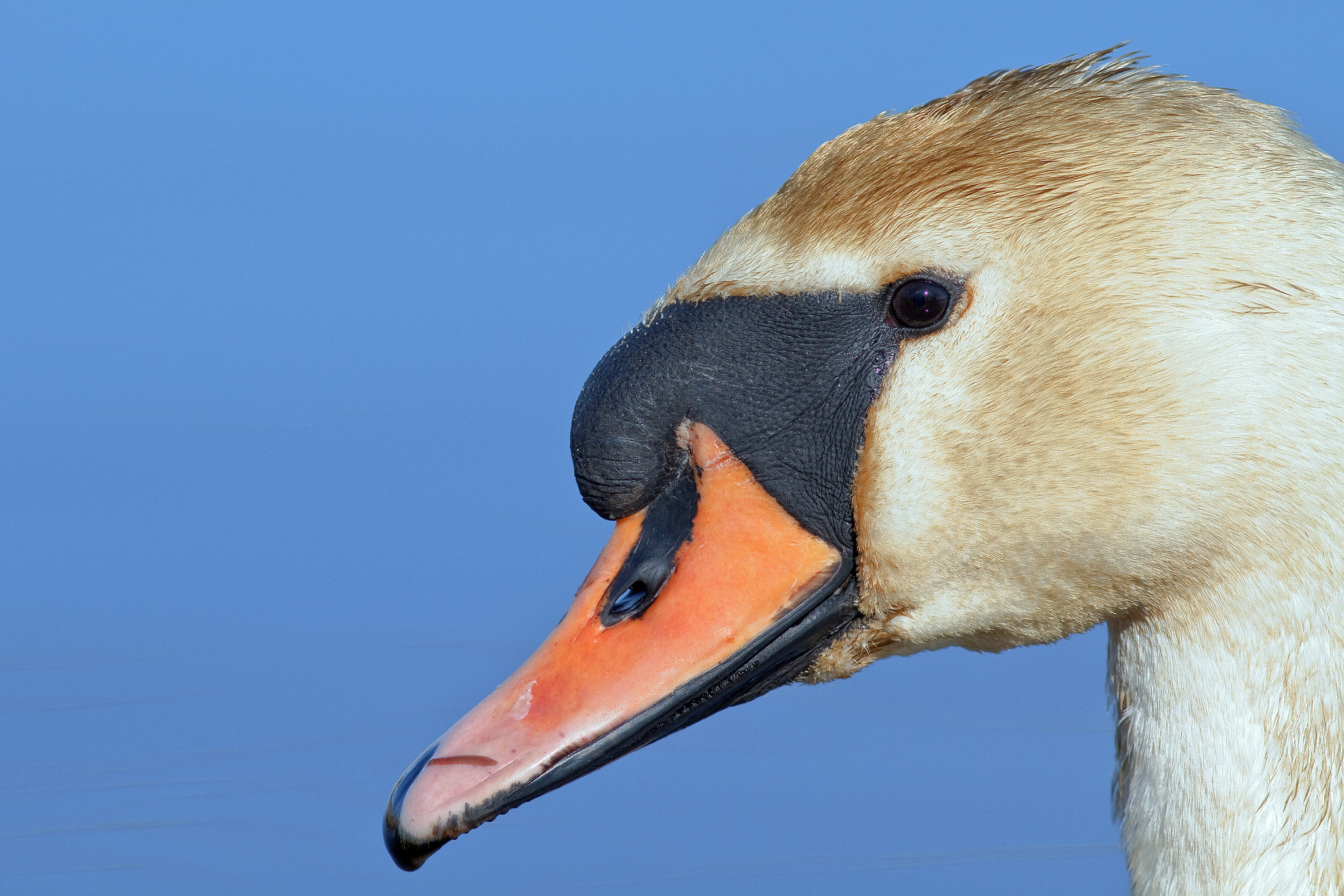 Canon EOS 7D + Canon EF 300mm F4L IS USM sample photo. The profile of a mute swan photography