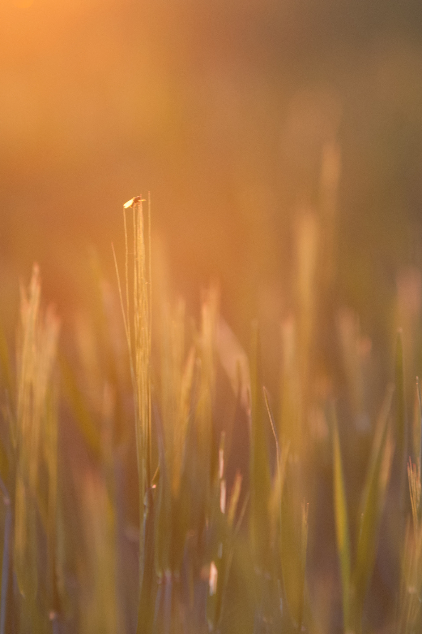 Nikon D80 + AF Zoom-Nikkor 70-210mm f/4 sample photo. Fly photography