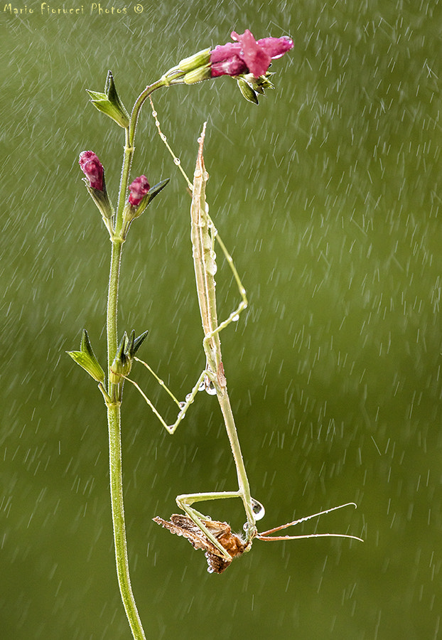 Canon EF 100-400mm F4.5-5.6L IS USM sample photo. Hunter in the rain photography