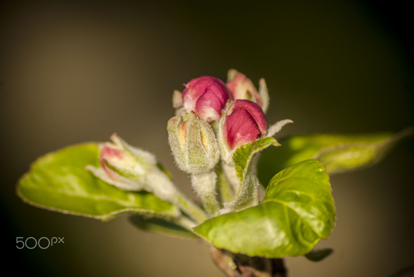 Nikon D80 sample photo. Apple flower photography