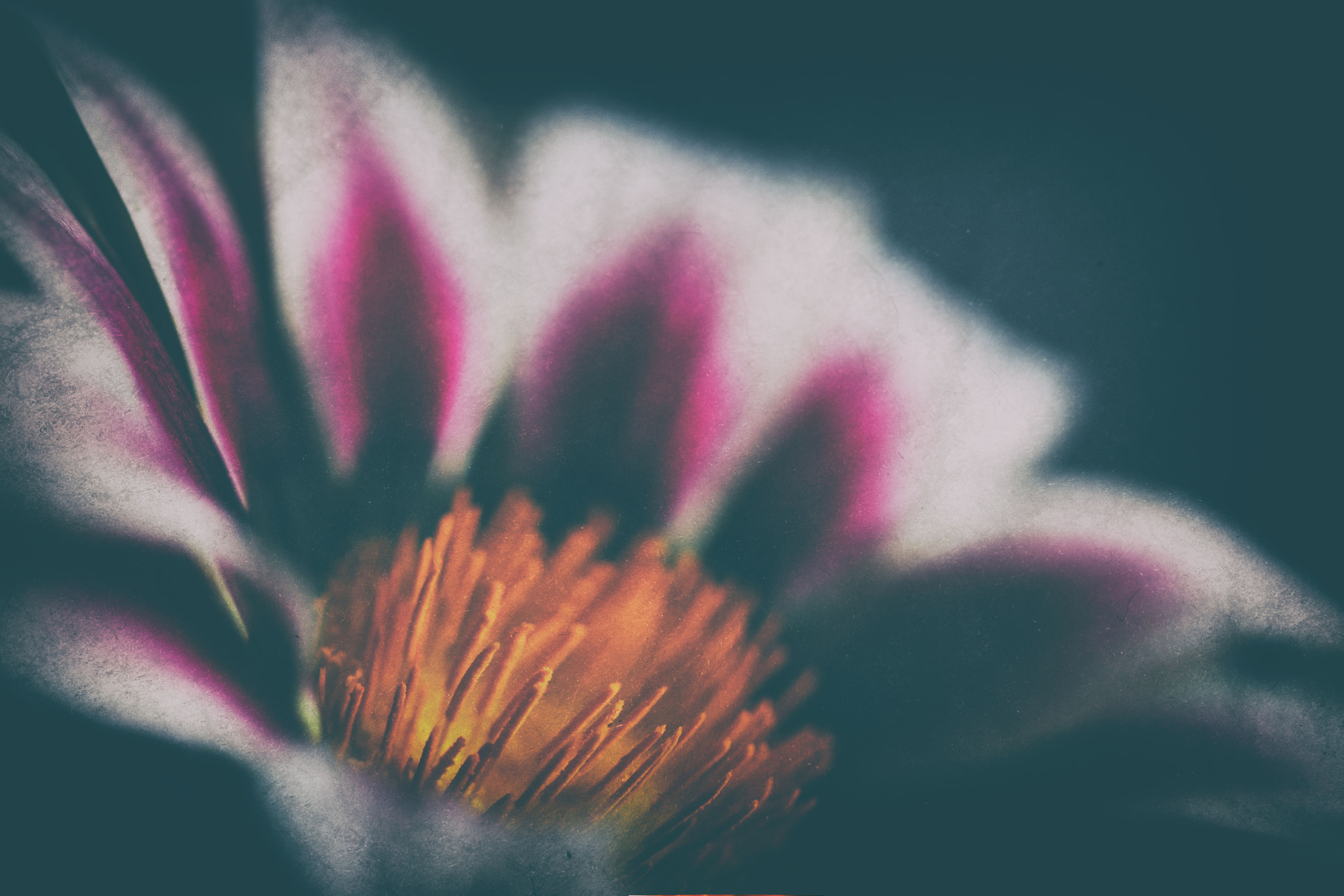 Canon EF 100mm F2.8 Macro USM sample photo. Phoenix from the flames photography