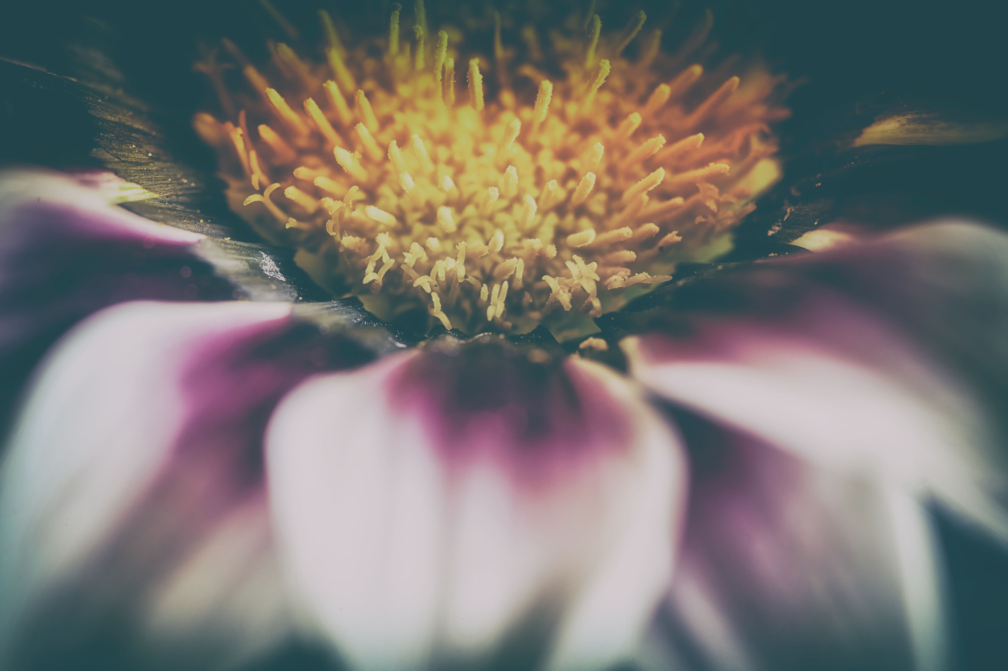 Canon EF 100mm F2.8 Macro USM sample photo. Spill photography