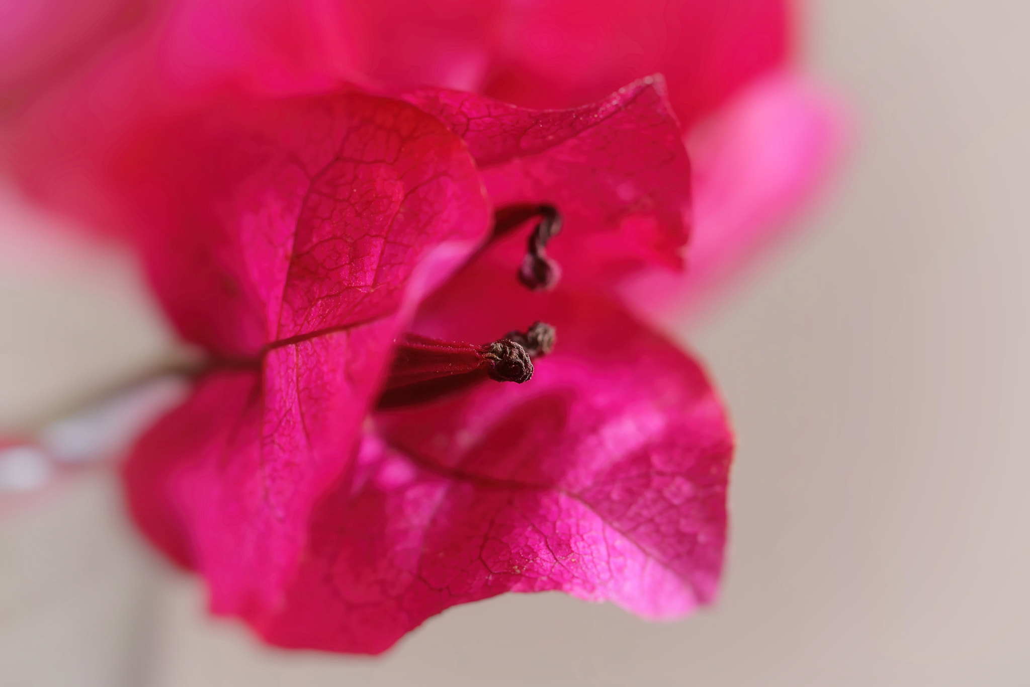 Canon EF 100mm F2.8 Macro USM sample photo. As the seasons go photography
