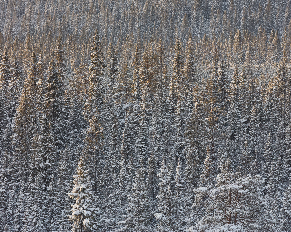 Canon EF 100-400mm F4.5-5.6L IS USM sample photo. Gördalen iii photography