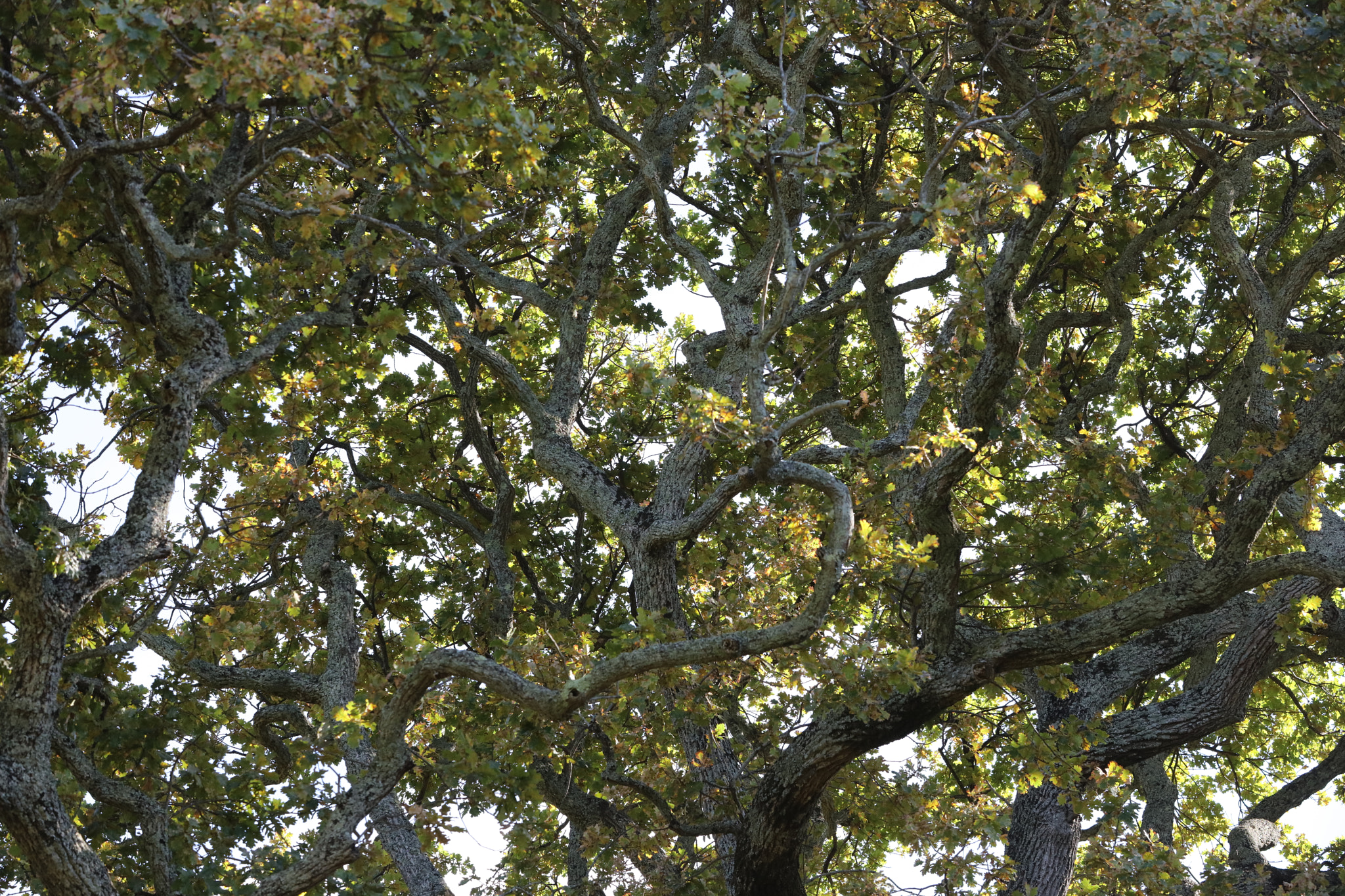 Canon EOS 5DS R sample photo