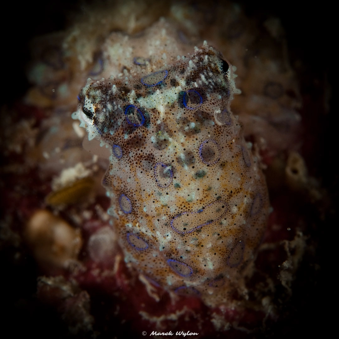 Nikon D300 sample photo. Blue-ringed octopus | raja ampat | 2009.10.24 photography
