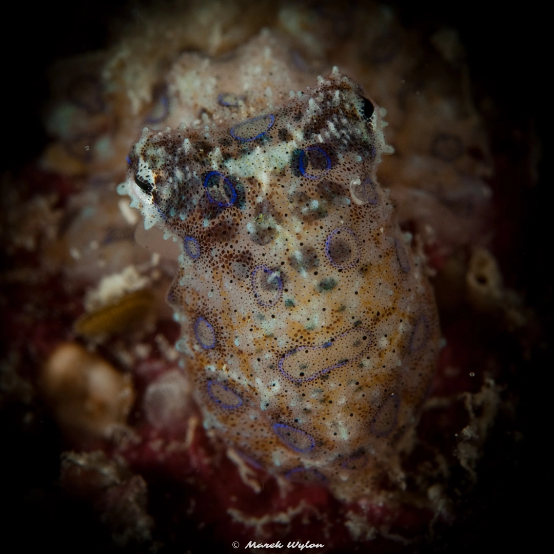 Nikon AF-S Micro-Nikkor 60mm F2.8G ED sample photo. Blue-ringed octopus | raja ampat | 2009.10.24 photography