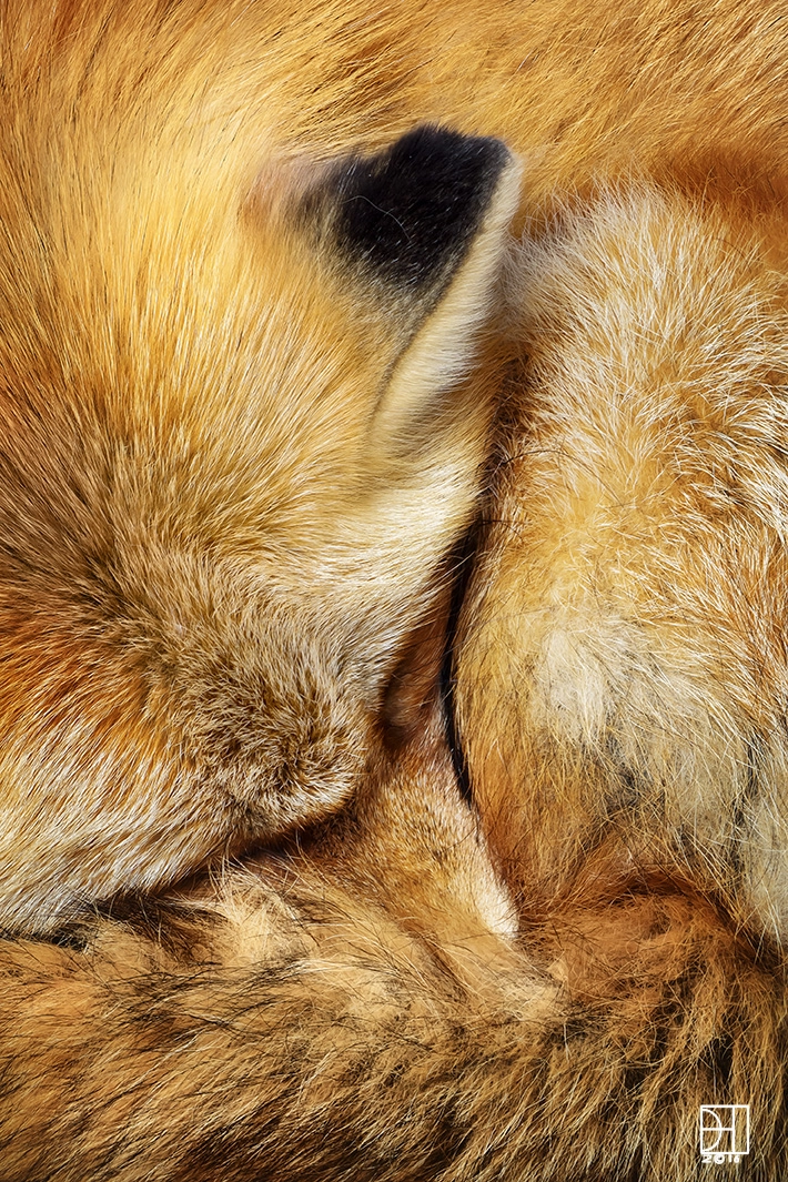 Olympus OM-D E-M1 sample photo. Sleeping fox photography
