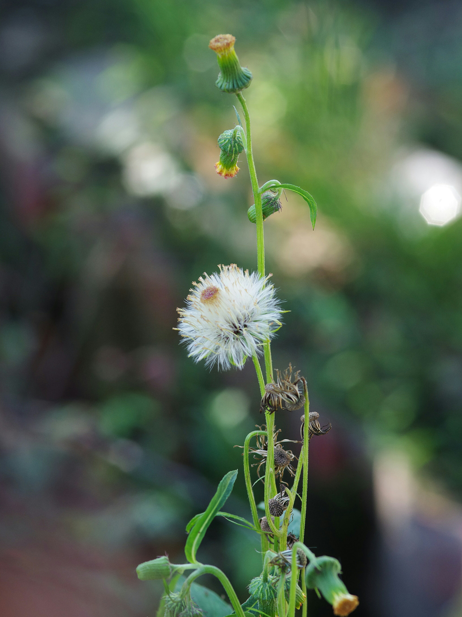 Pentax K-5 IIs + Sigma sample photo. Flower photography