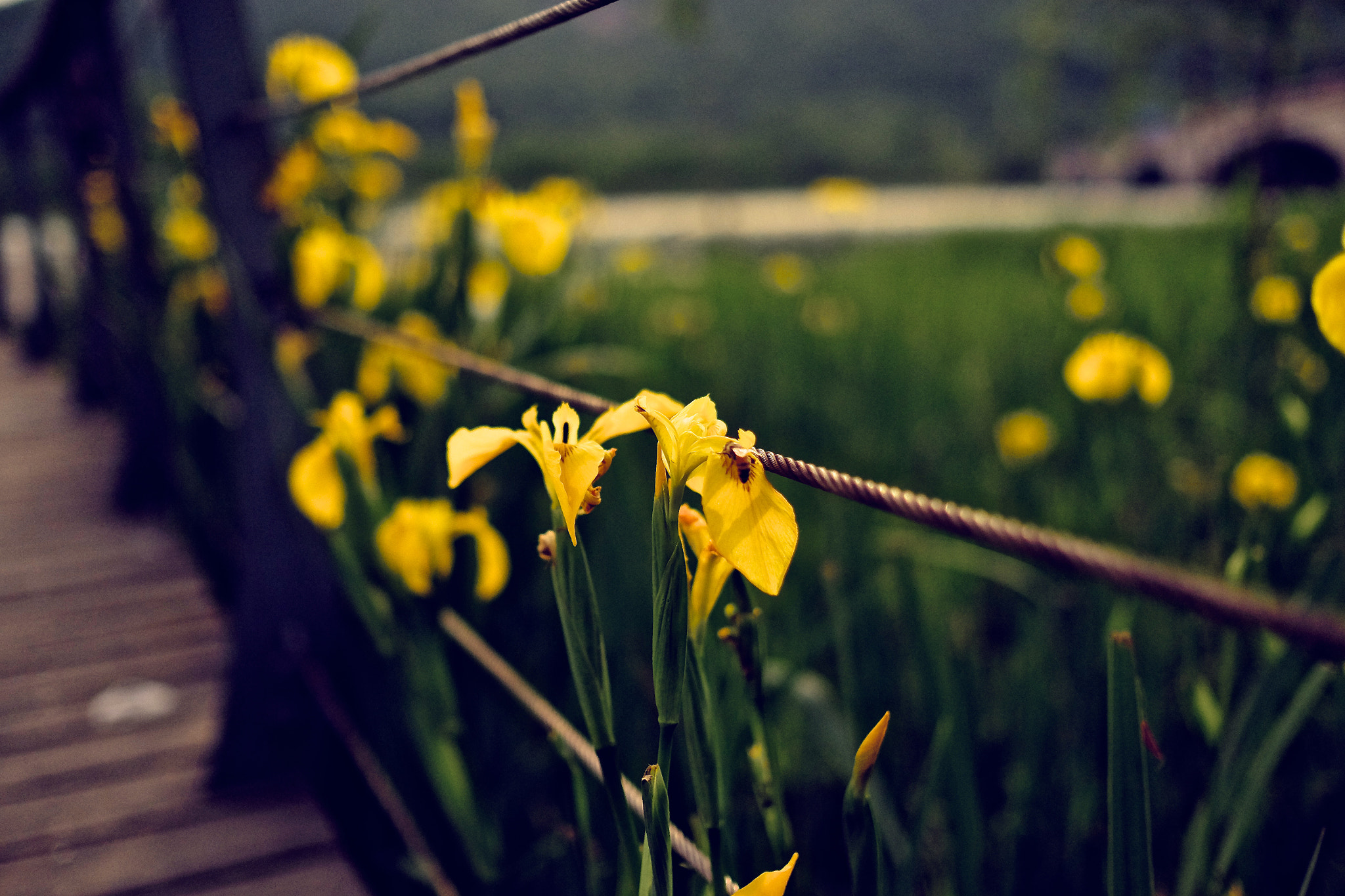 Fujifilm XF 23mm F1.4 R sample photo. 长广溪湿地公园边 photography