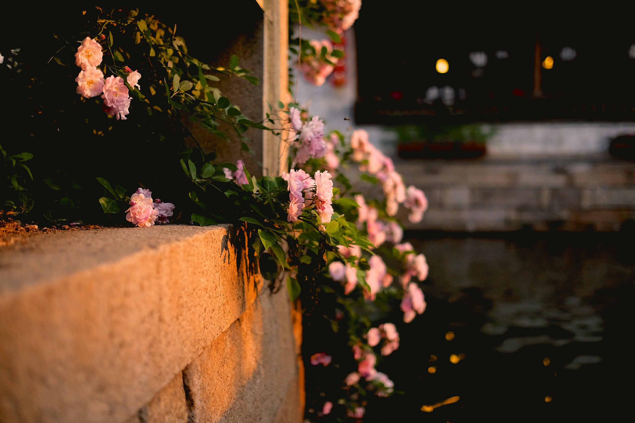 Fujifilm XF 23mm F1.4 R sample photo. 夕阳与蔷薇 photography