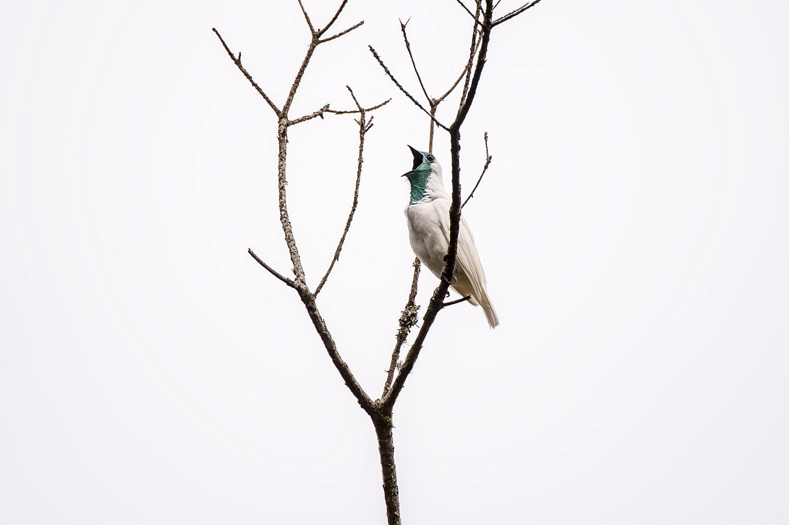 Nikon D700 sample photo. Curious song photography