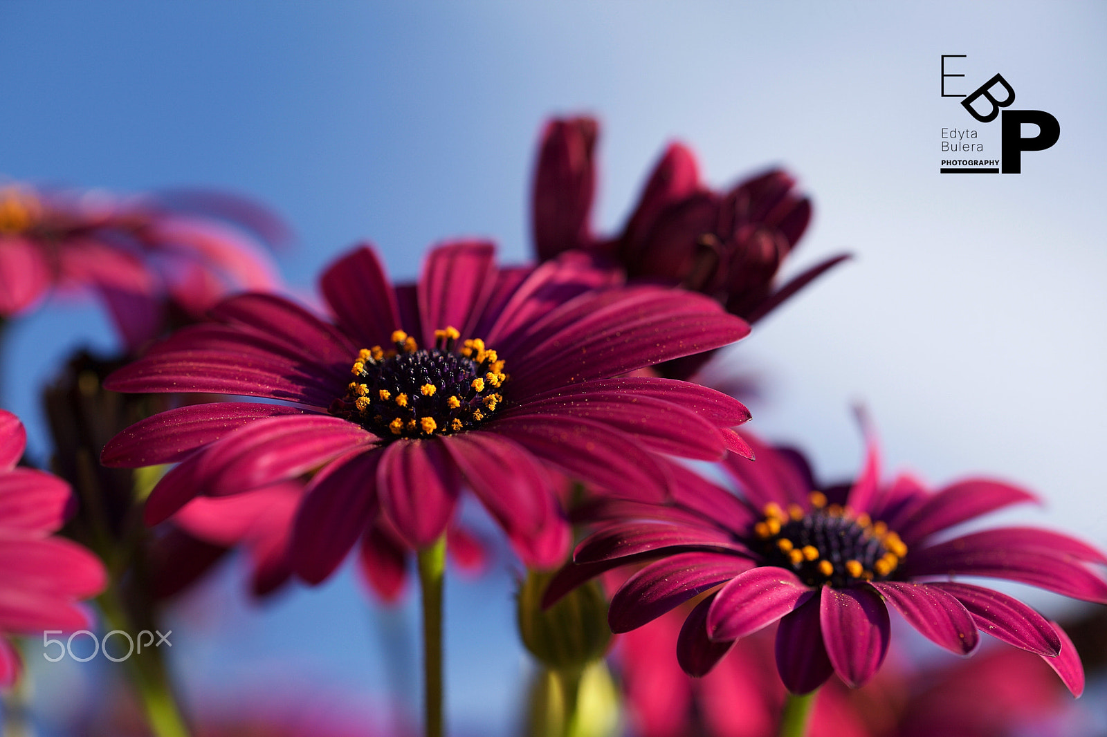 Canon EF 100mm F2.8L Macro IS USM sample photo. Macro spring flowers photography