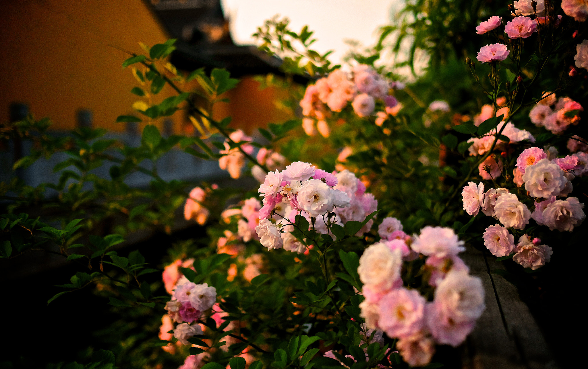 Fujifilm X-T1 sample photo. 蔷薇花 photography