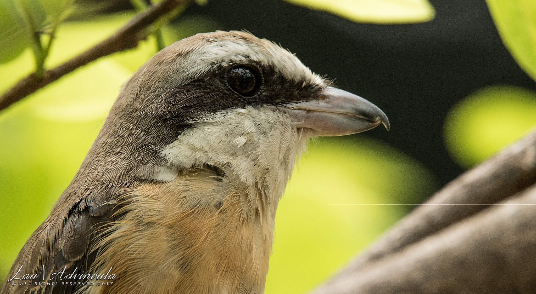 Tamron SP 150-600mm F5-6.3 Di VC USD sample photo. Brown shrike photography