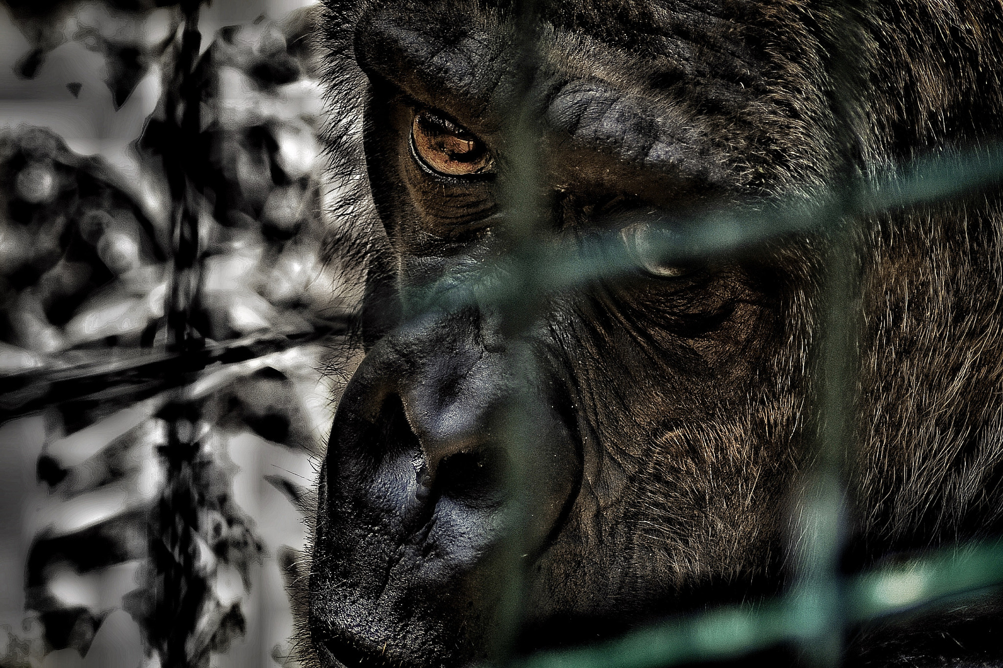 Nikon D3100 sample photo. A trip to the zoo can always bring out some amazing opportunity shots photography