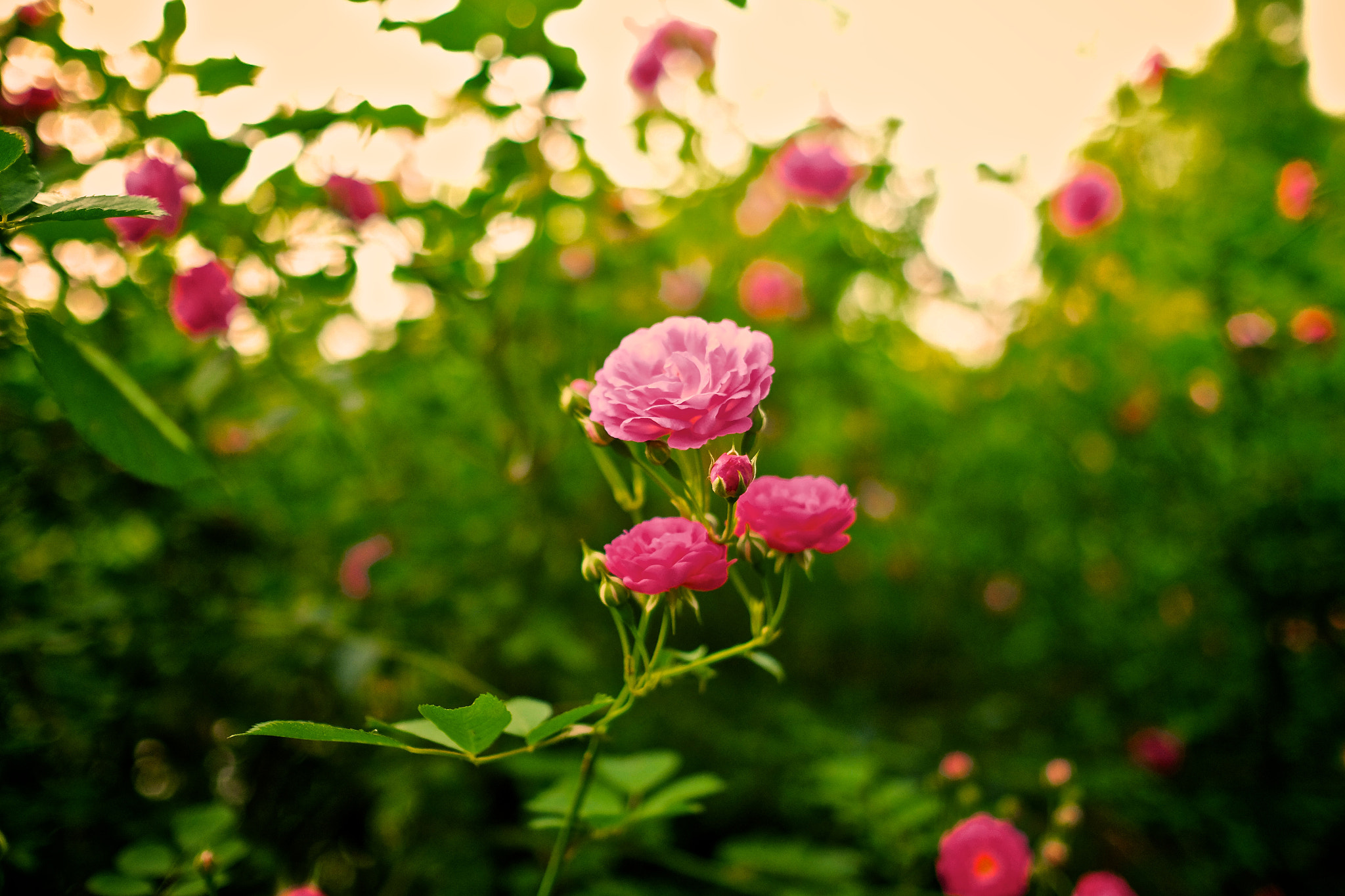 Fujifilm XF 23mm F1.4 R sample photo. 蔷薇，长广溪湿地公园 photography