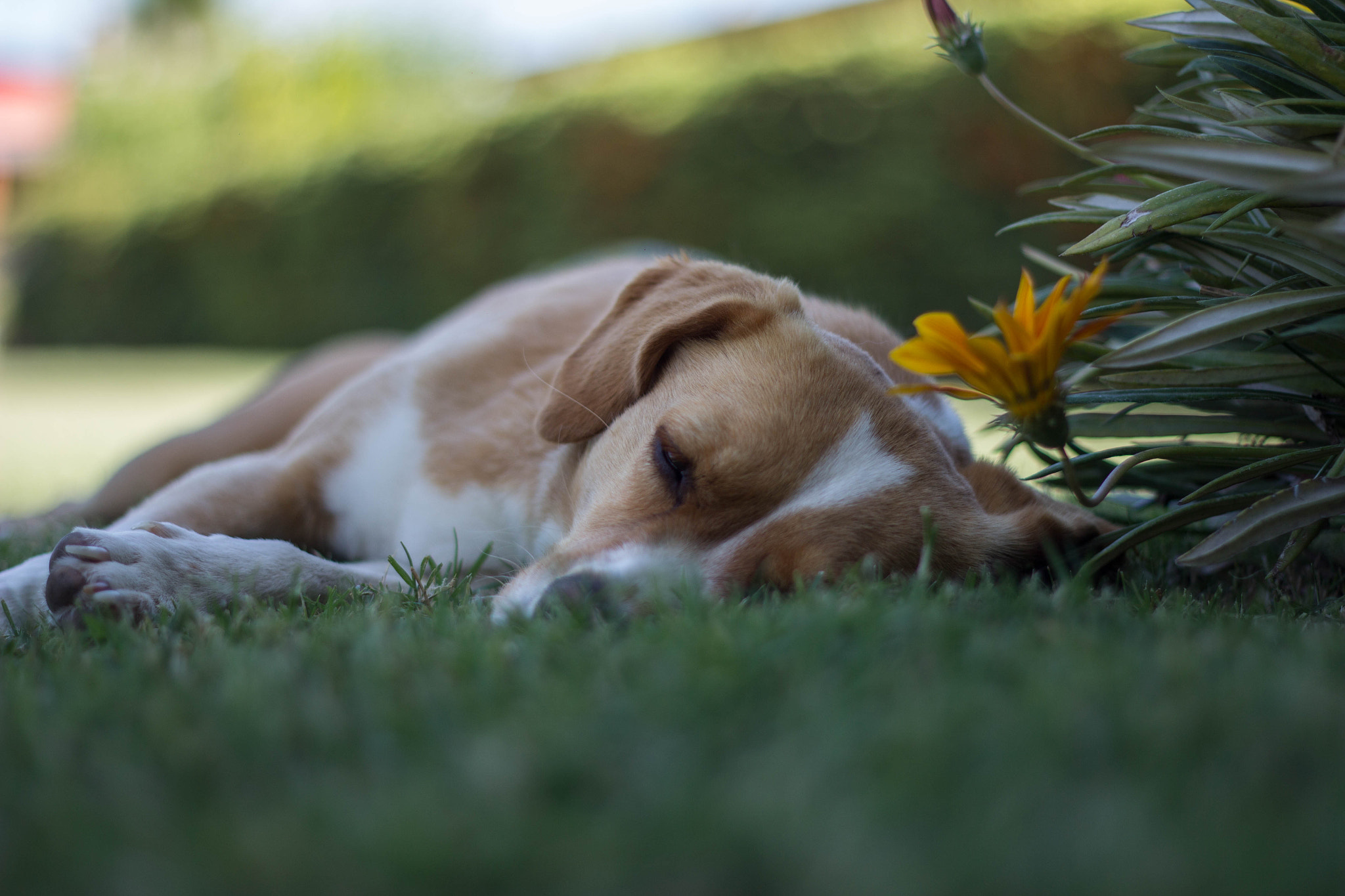 Canon EOS 60D + Canon EF 50mm f/1.8 sample photo. Dog photography